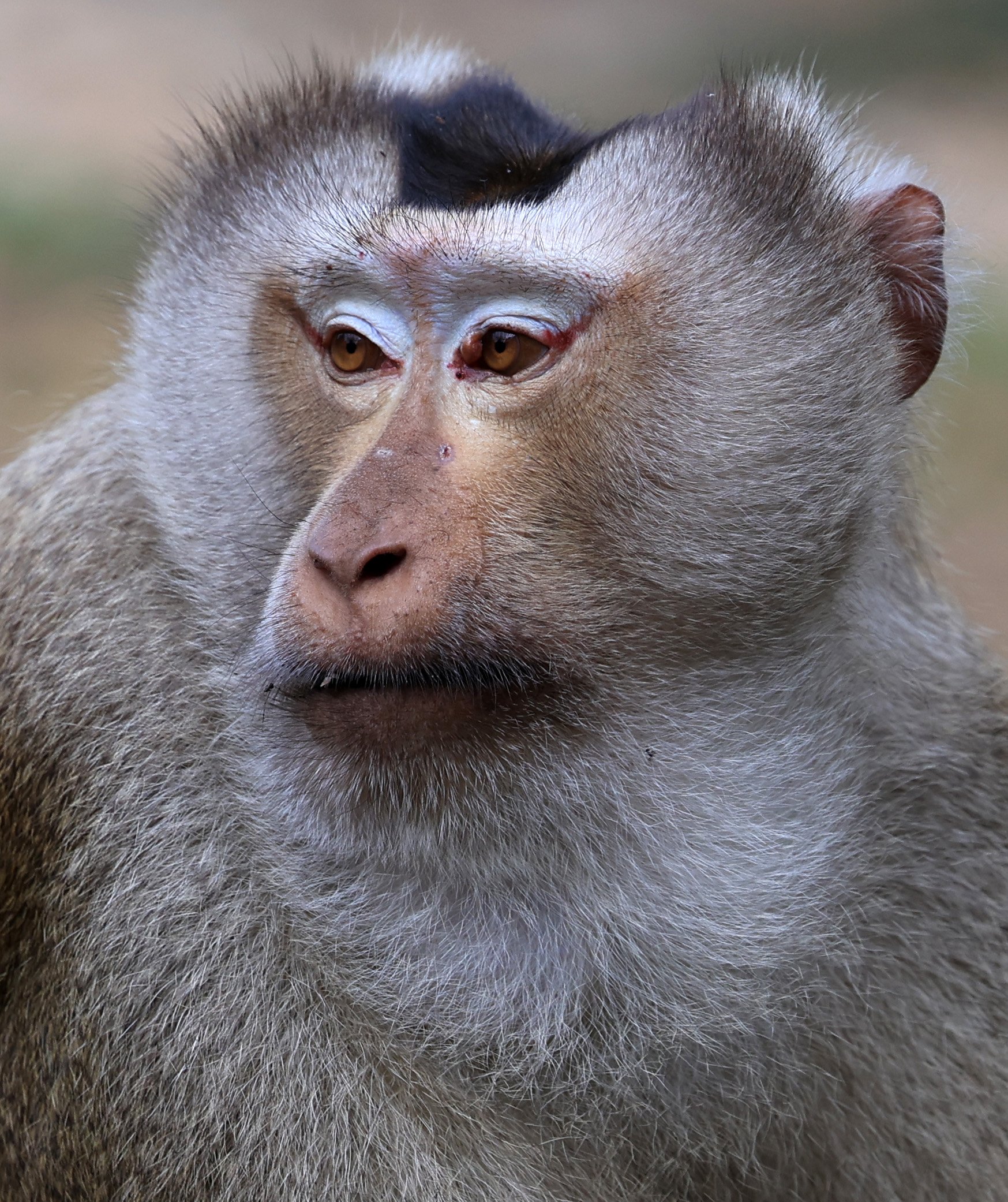 Northern Pig-tailed Macaque (Macaca leonina) Khao Yai National Park Feb 2026 Day 3 (57).jpg