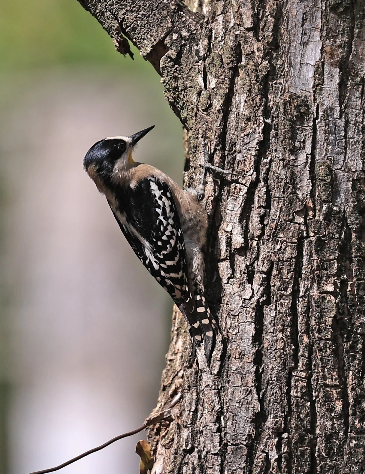White-fronted Woodpecker (Melanerpes cactorum) Hotel Campestre Iparoma Paraguay (7).jpg
