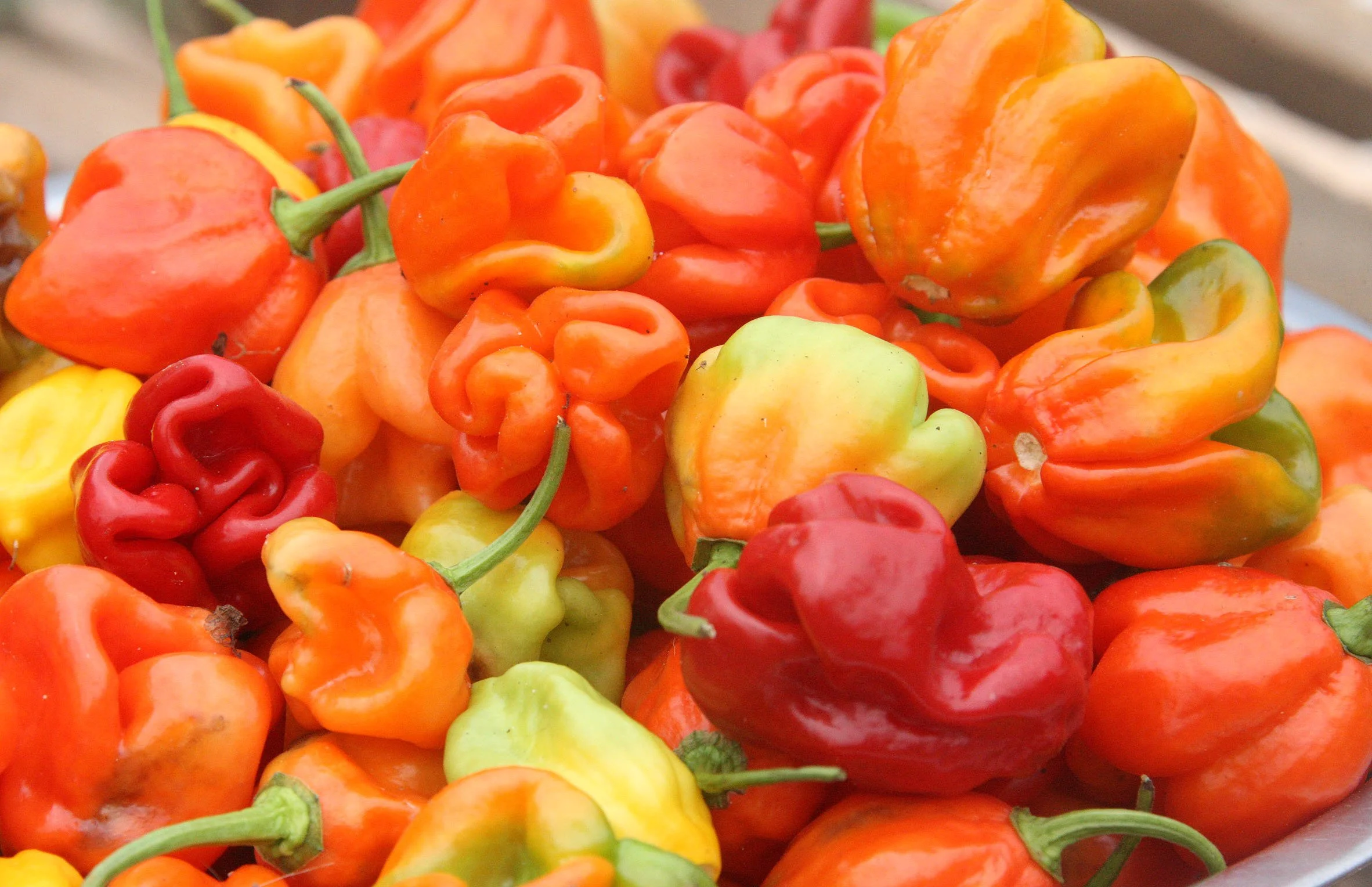 BODA - SOUTHERN AREAS -  CENTRAL AFRICAN REPUBLIC (12).JPG