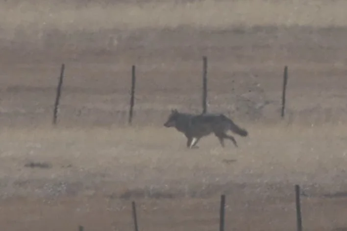 Tibetan Wolf by Charley Hesse