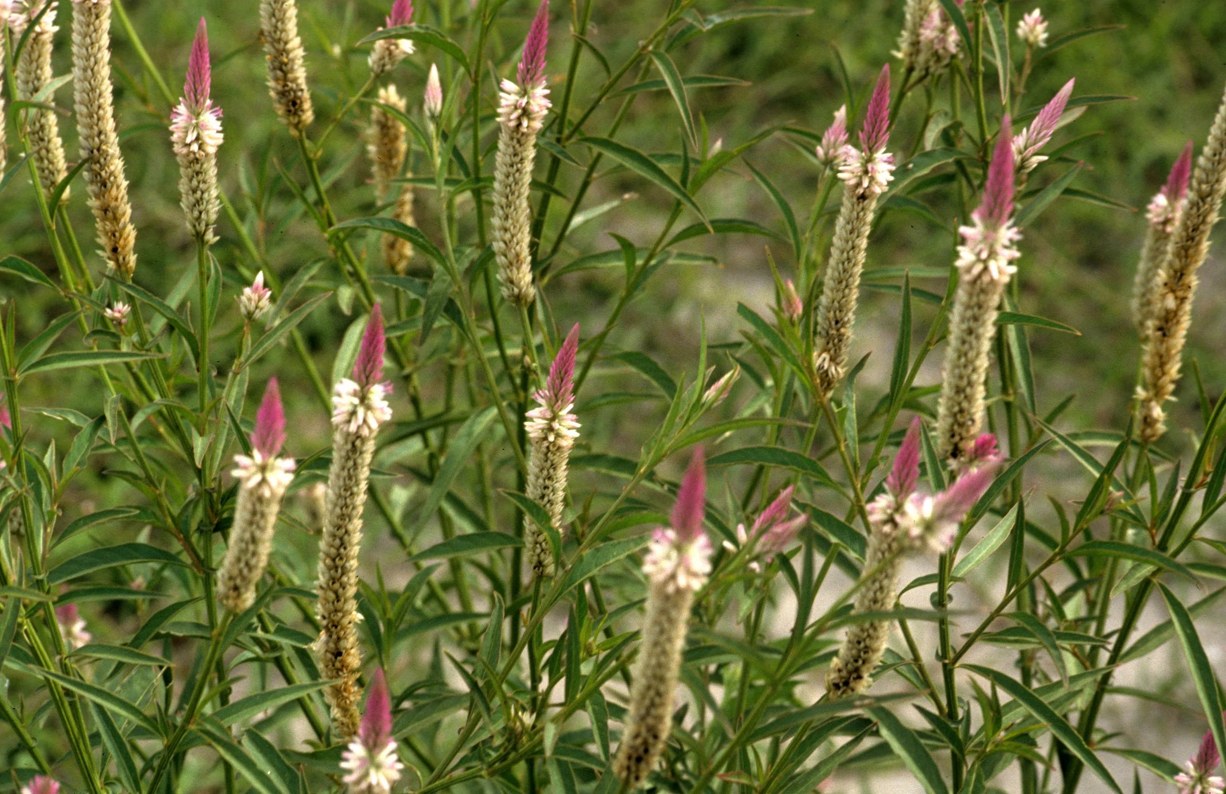 VIET NAM - PLANT SPECIES.jpg