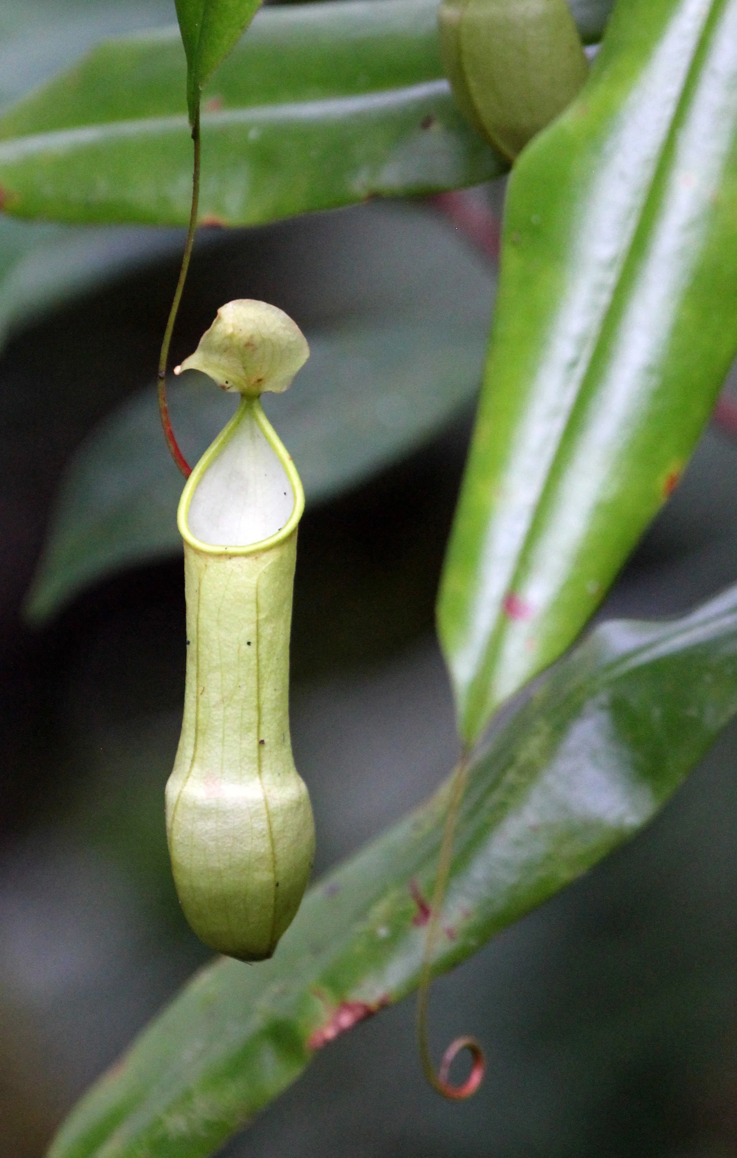 SINGHARAJA NATIONAL PARK SRI LANKA - NEPENTHES SPECIES (2).JPG