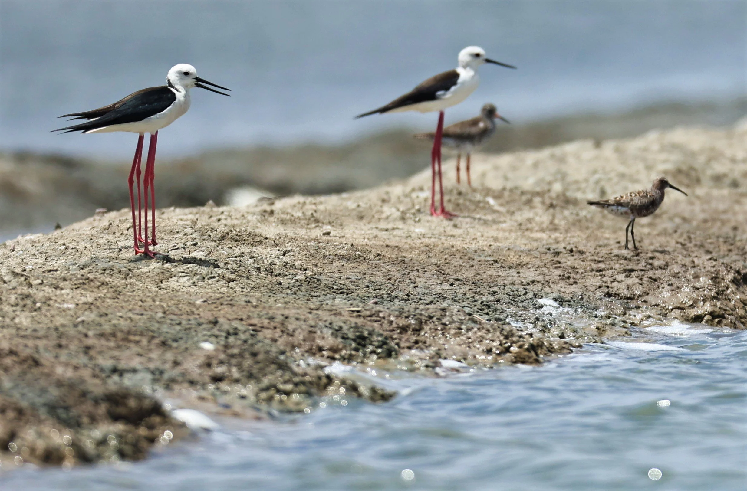 SANDPIPER - CURLEW SANDPIPER - Calidris ferruginea - STILT - BLACK-WINGED - STILT - Himantopus himantopus - CHACHOENGSAO SALT PONDS SALT CAFE MAY 7 2022 (7).jpg