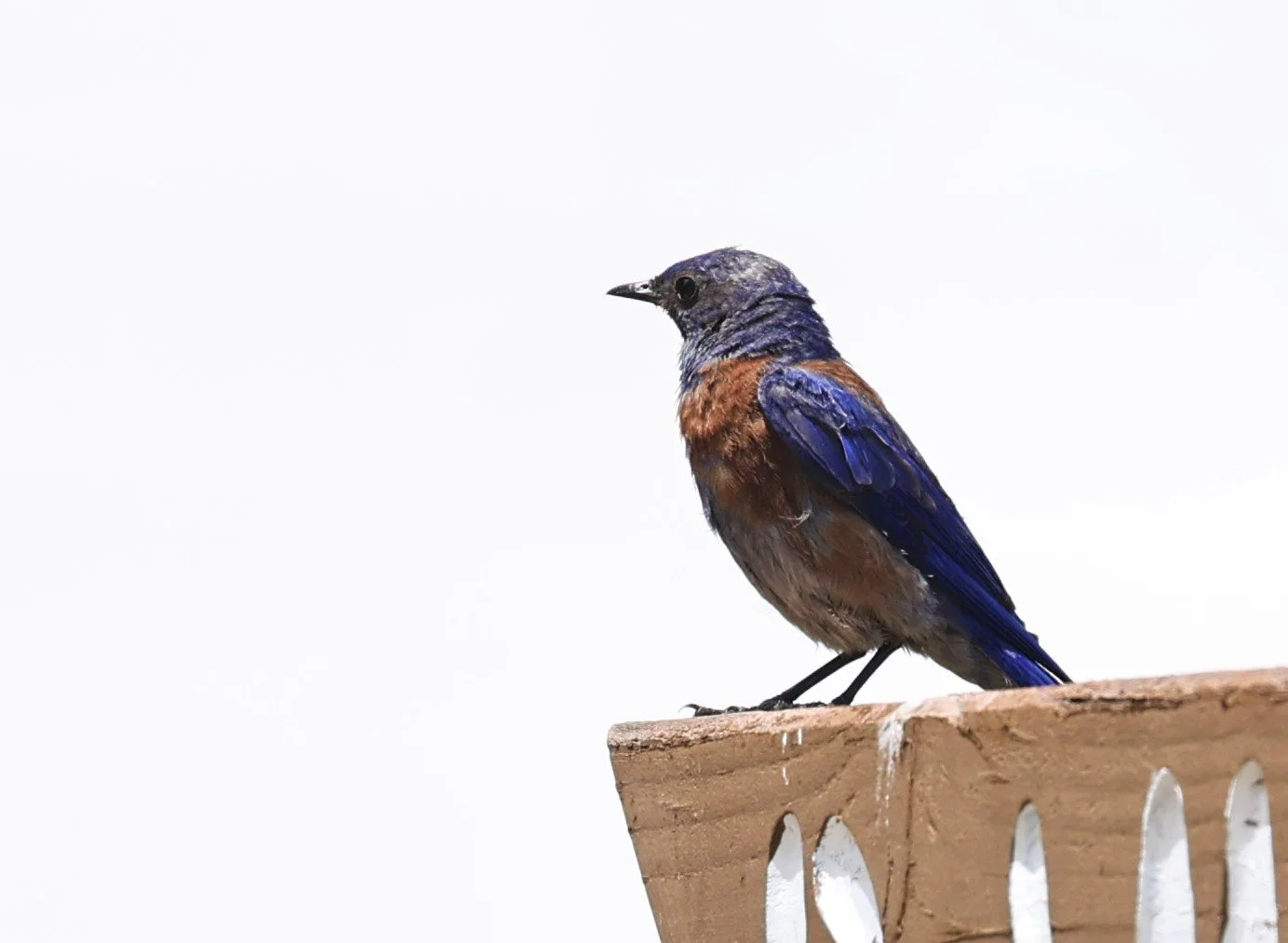 Western Bluebird (Sialia mexicana) Flagstaff Arboretum Arizona (3).jpg