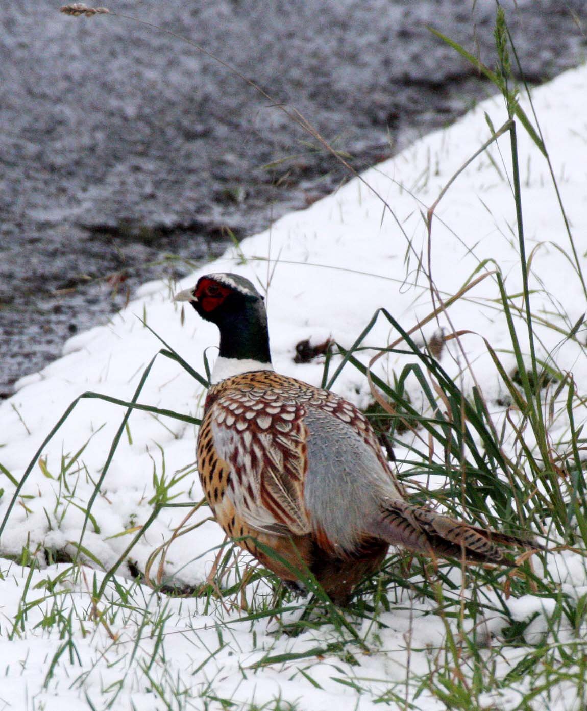 BIRD - PHEASANT - RING-NECKED PHEASANT - DUNGENESS SPIT NWR - SEQUIM WA (5).JPG