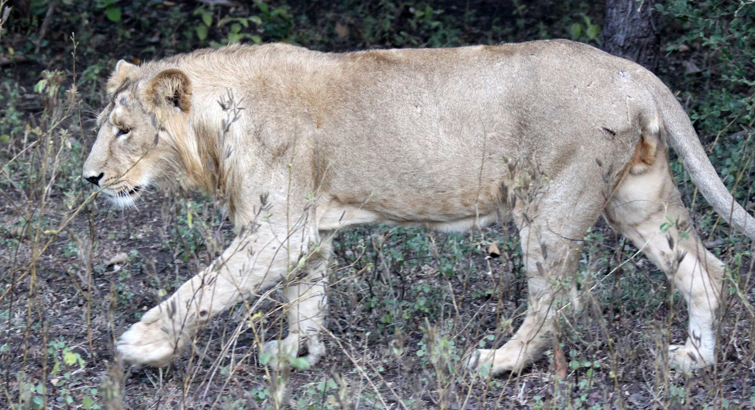 Panthera leo leo - ASIATIC LION - GIR FOREST GUJARAT INDIA (181).JPG