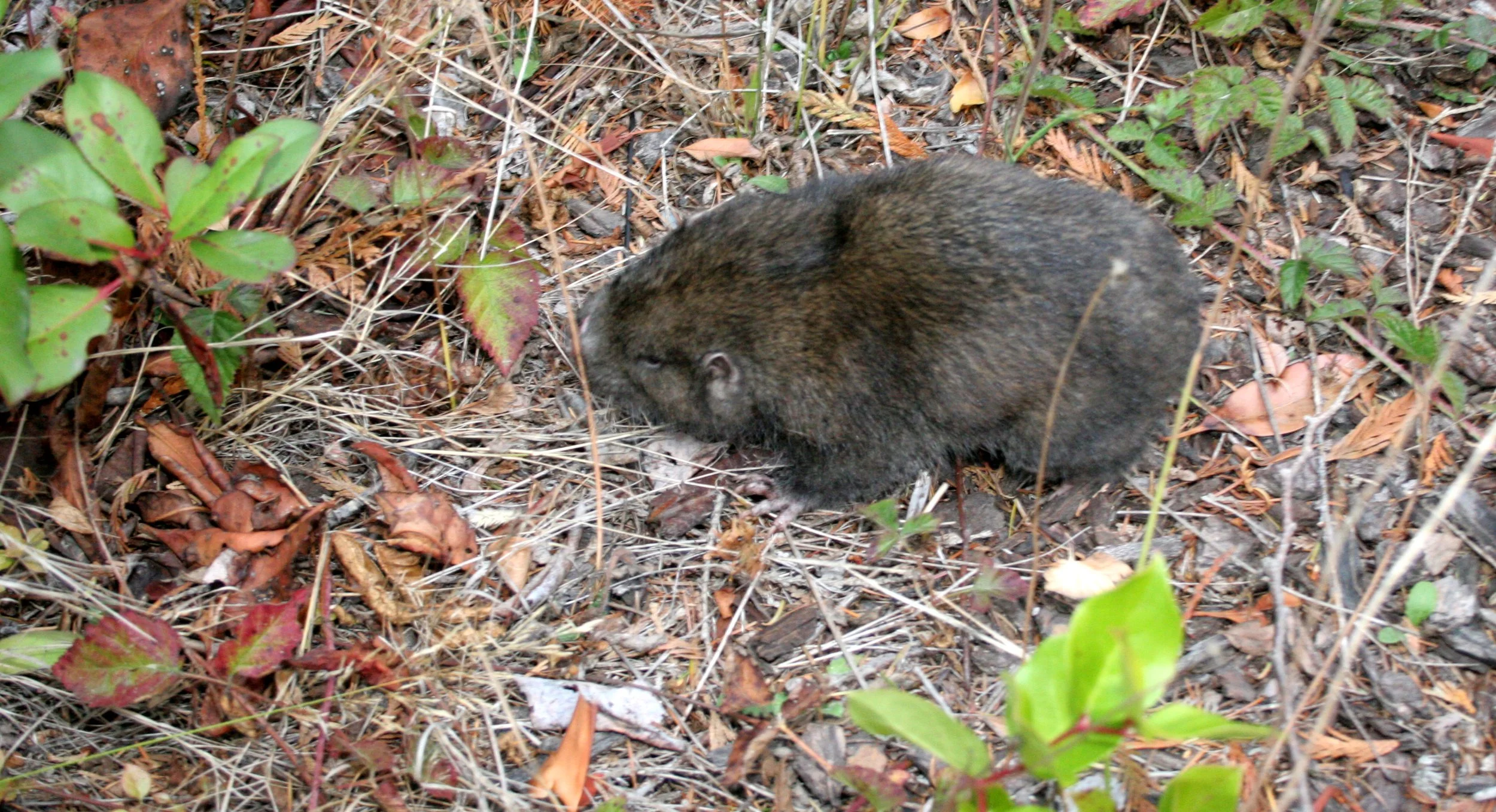 RODENT - MOUNTAIN BEAVER - APLODONTIA - LAKE FARM TRAILS (3).JPG