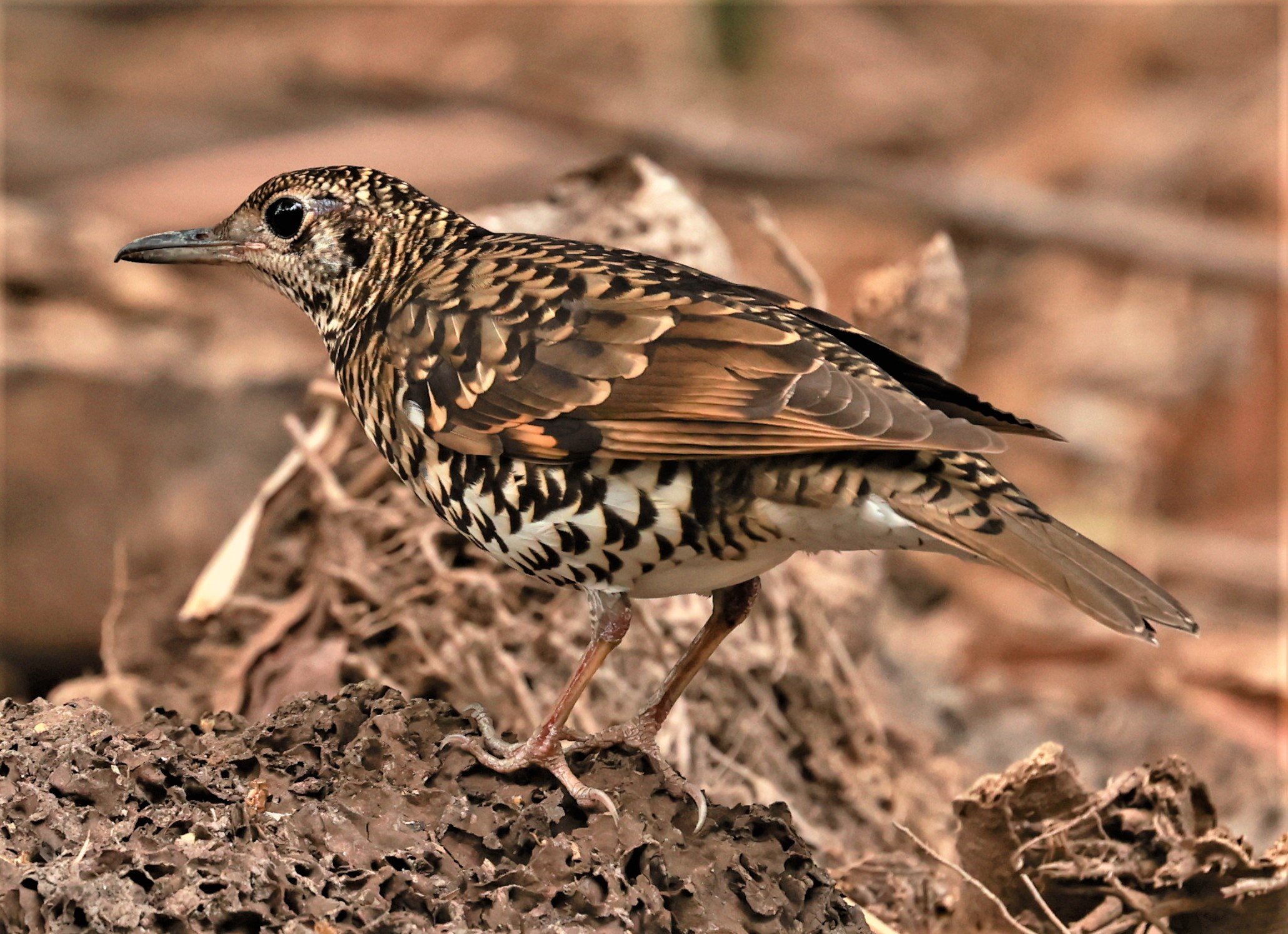 White's Thrush (Zoothera aurea) Putthamonthon Park Nakhon Pathom Thailand (22).jpg