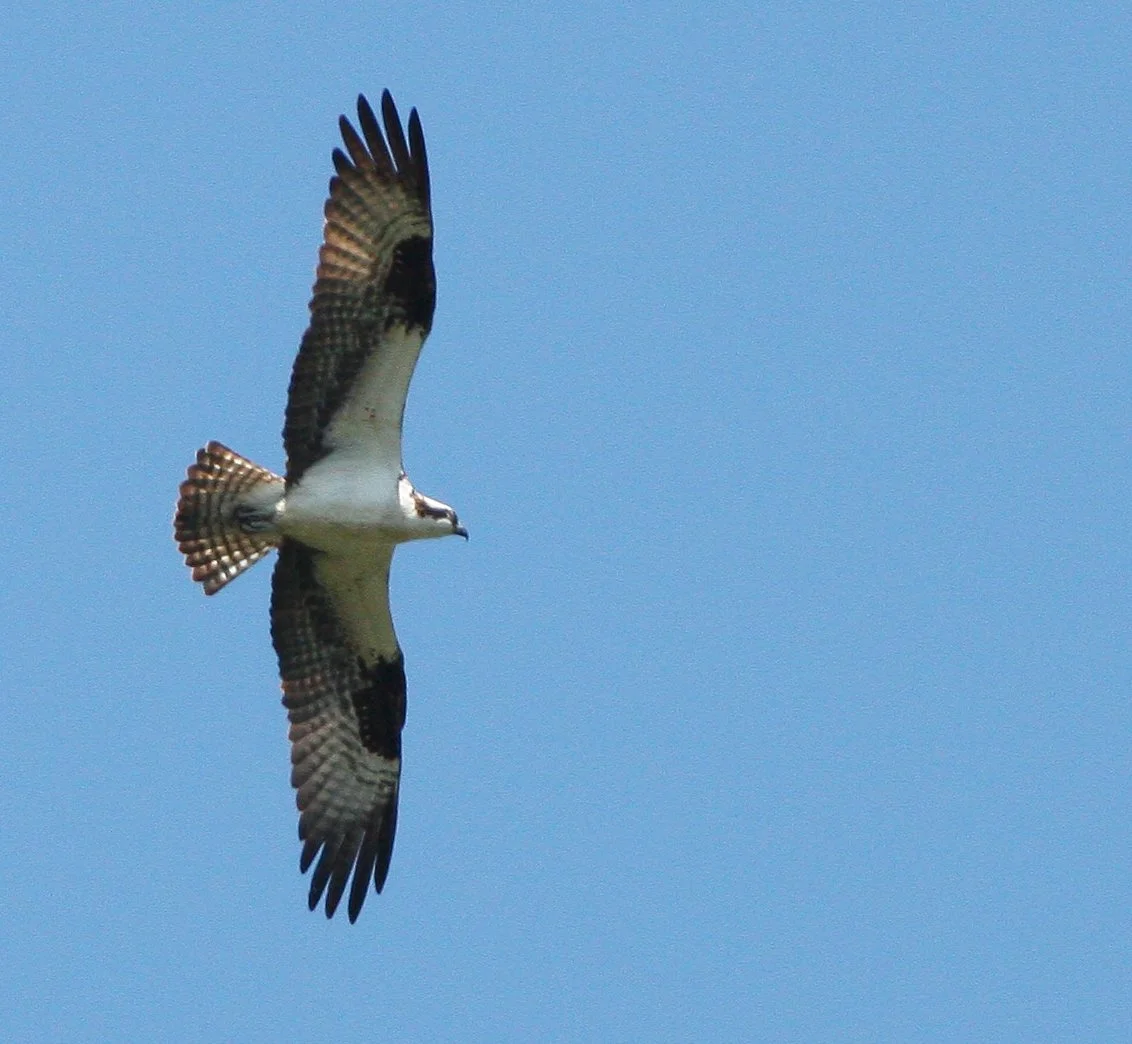 Pandion haliaetus - OSPREY - RIDGEFIELD NWR WA (15).JPG