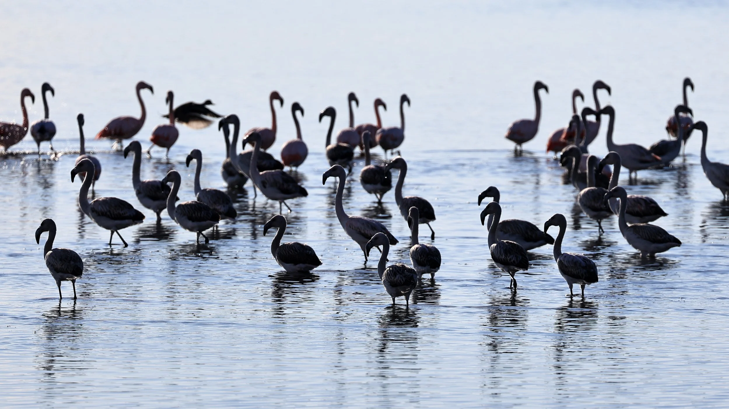 Chilean Flamingo (Phoenicopterus chilensis) Lagunas del Ornitólogo, Trelew Argentina (4).jpg