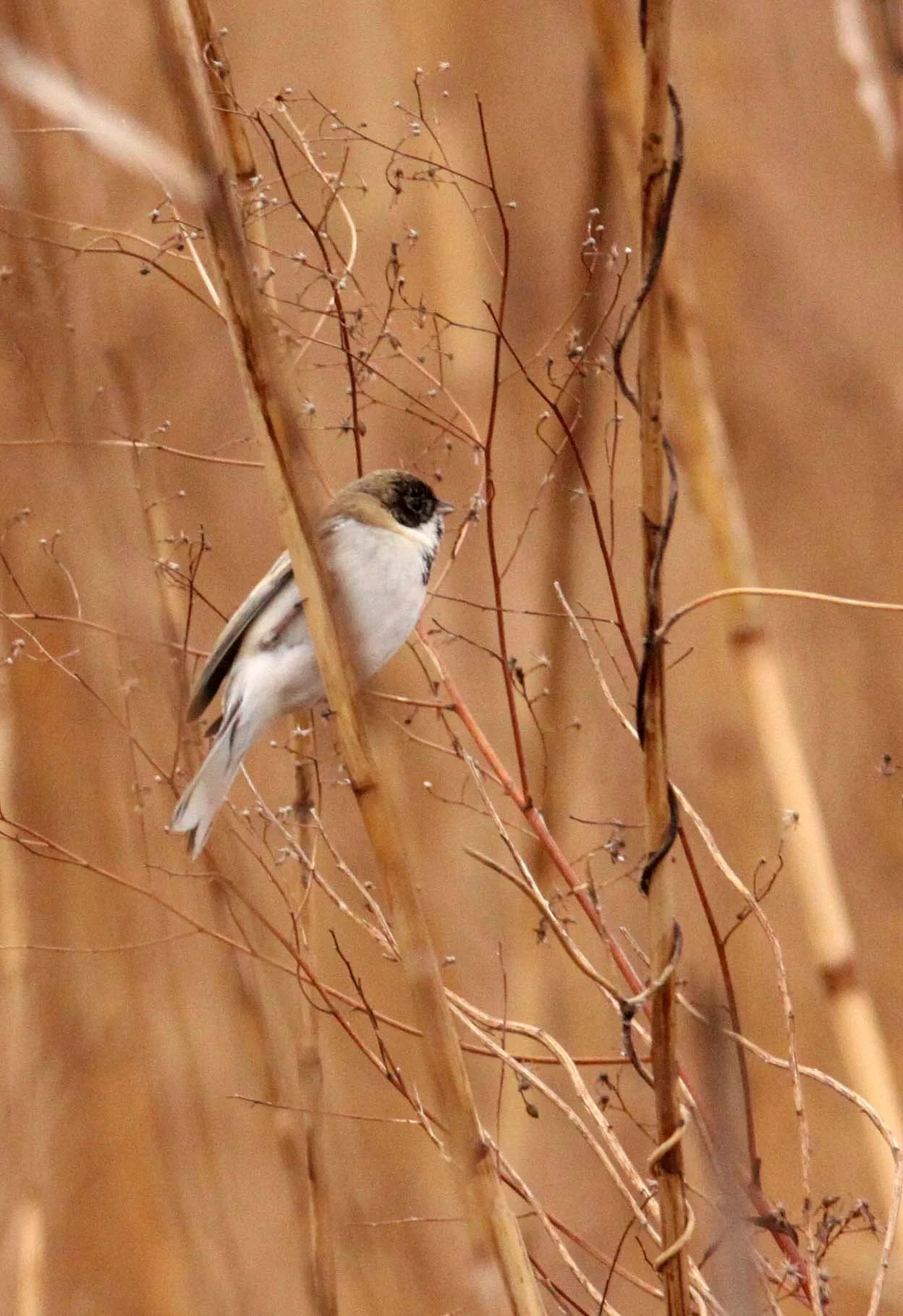 Pallas's (Reed) Bunting (Emberiza pallasi) Yancheng China (6).JPG