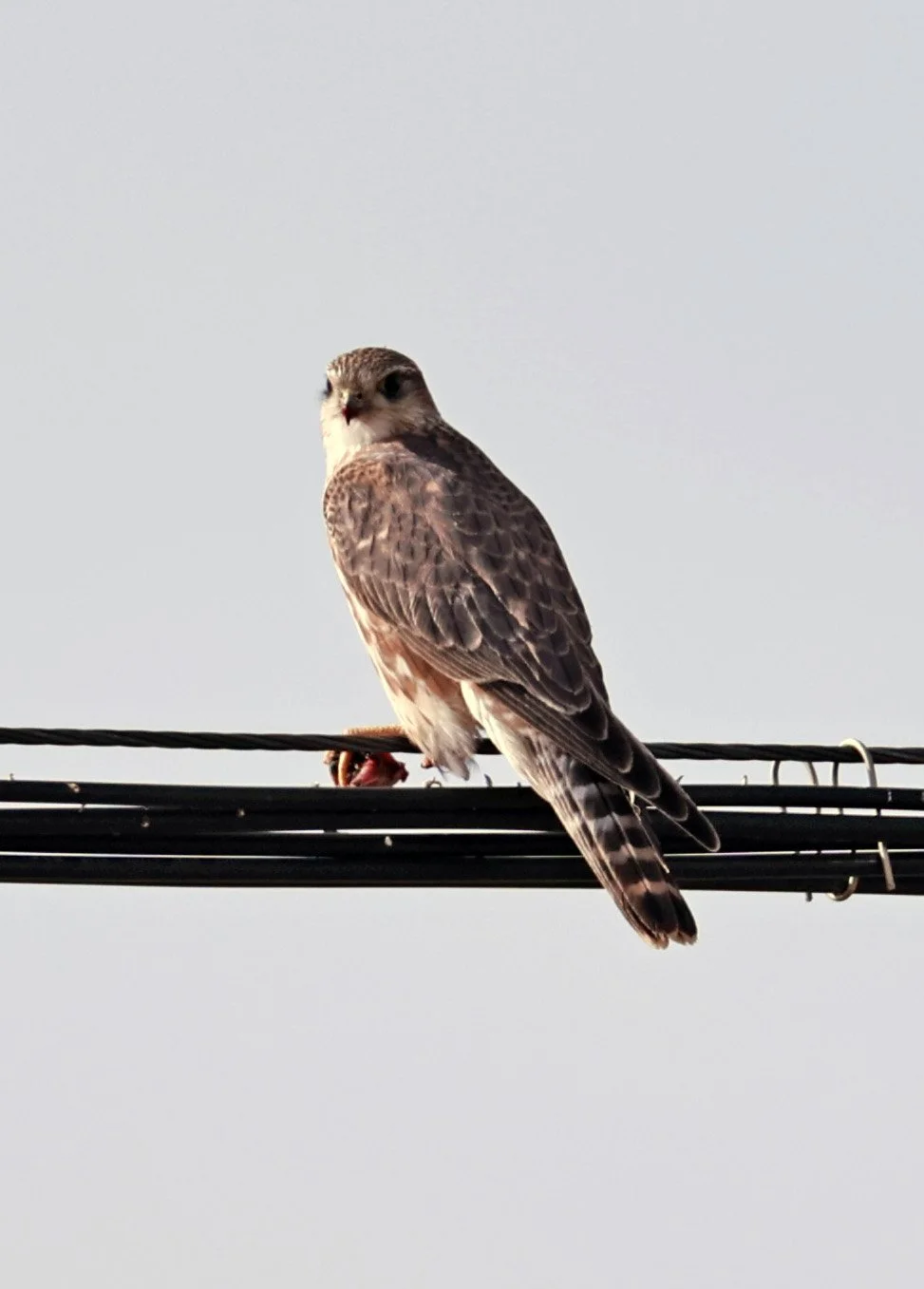 Merlin (Falco columbarius) Ruoergai County, Tibetan Plateau, Sichuan ...