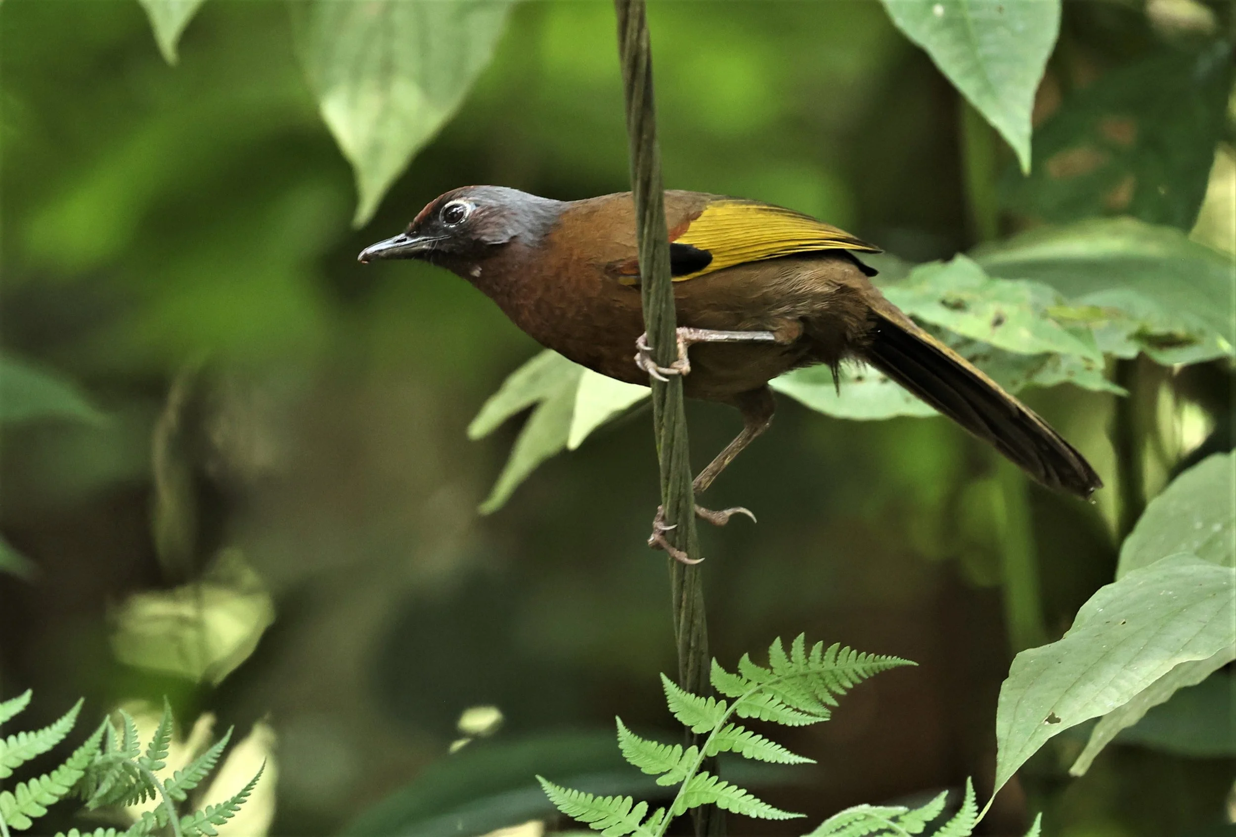 Trochalopteron peninsulae - MALAYAN LAUGHINGTHRUSH - FRASER'S HILL, MALAYSIA JUNE 2022 (39).jpg