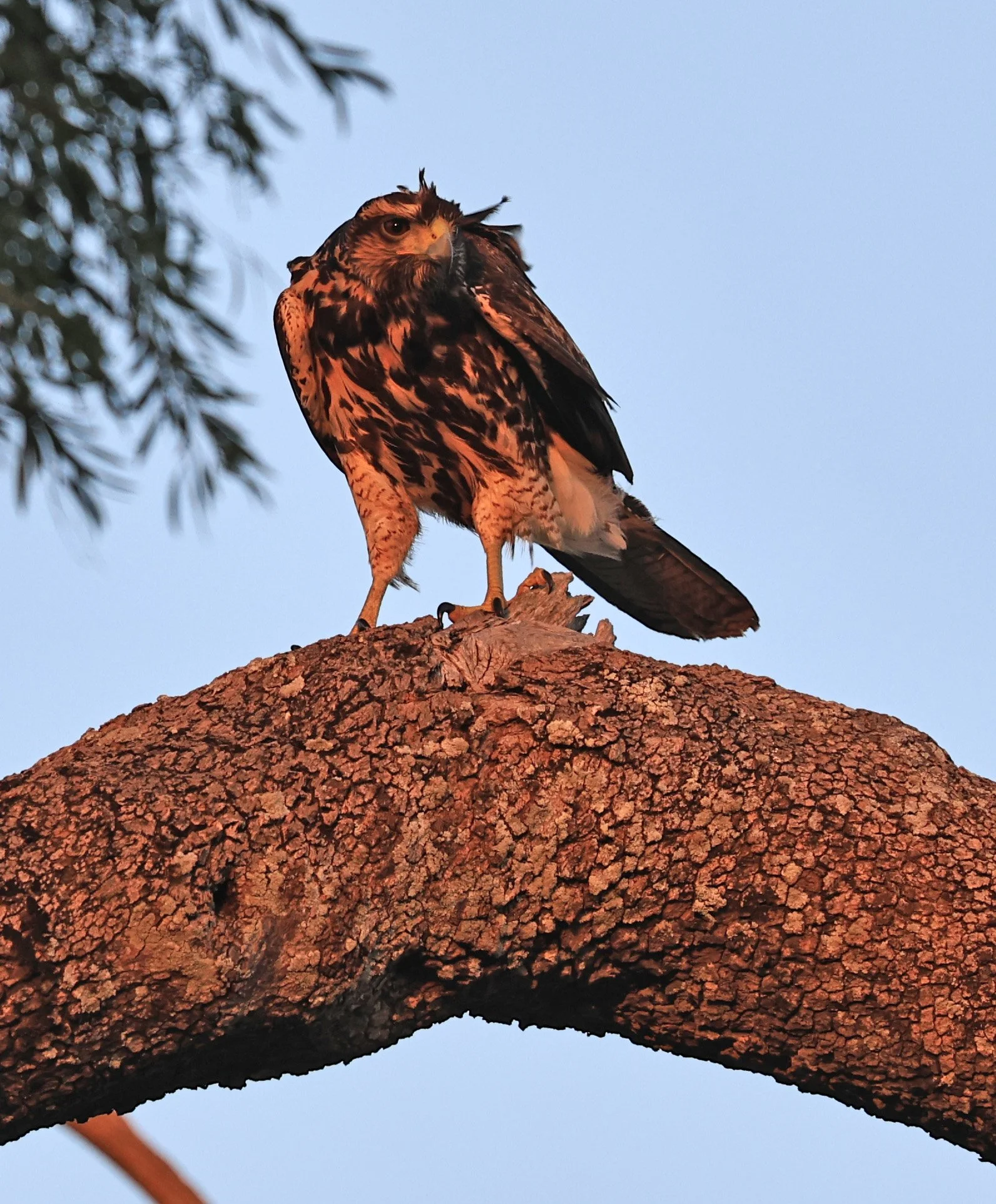 Savanna Hawk (Buteogallus meridionalis) Agua Dulce Paraguay (9).jpg
