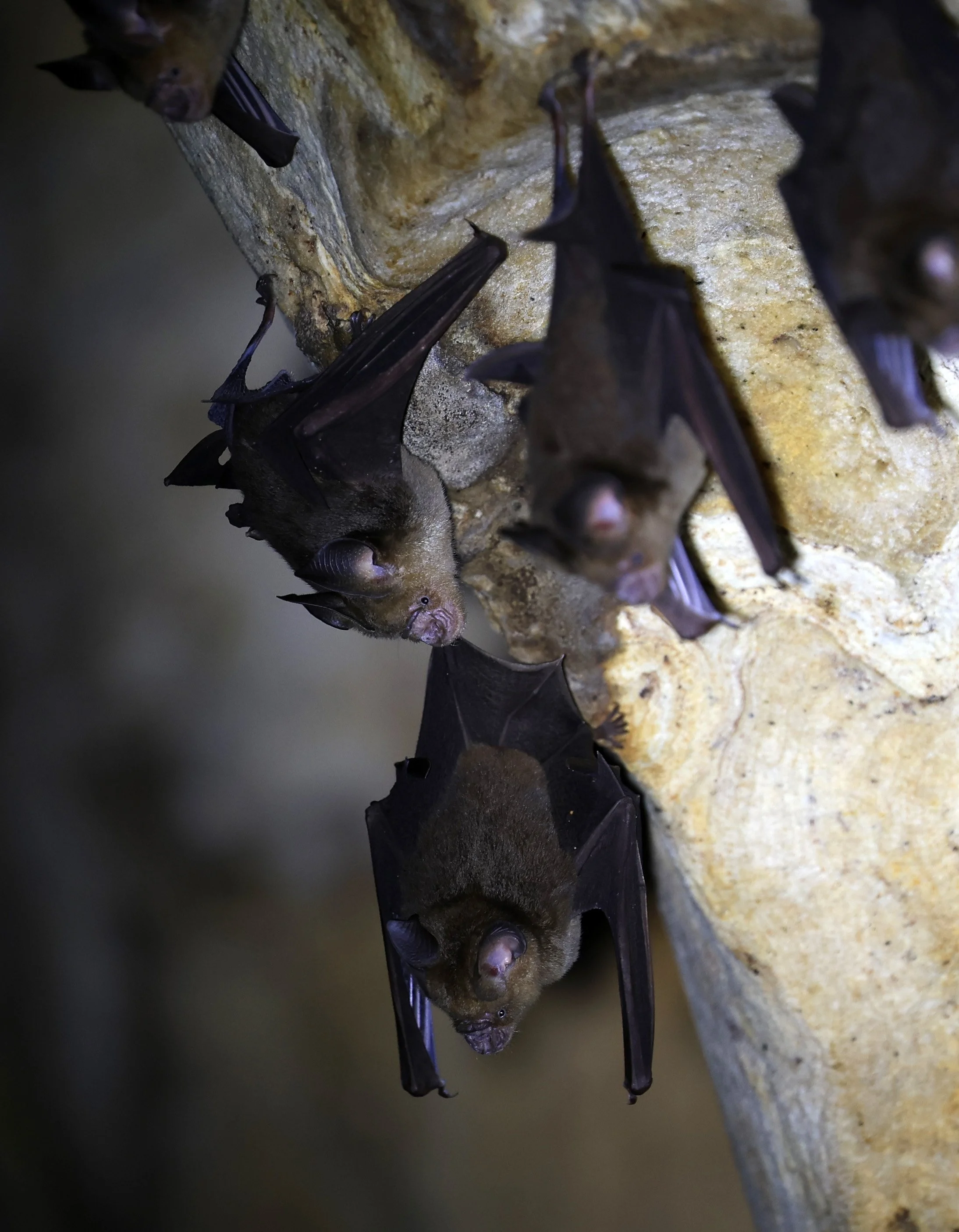 Horsfield’s Leaf-nosed Bat (Hipposideros.larvatus) Wat Tham Sila Thong Temple Pak Chong Thailand near Khao Yai (78).jpg