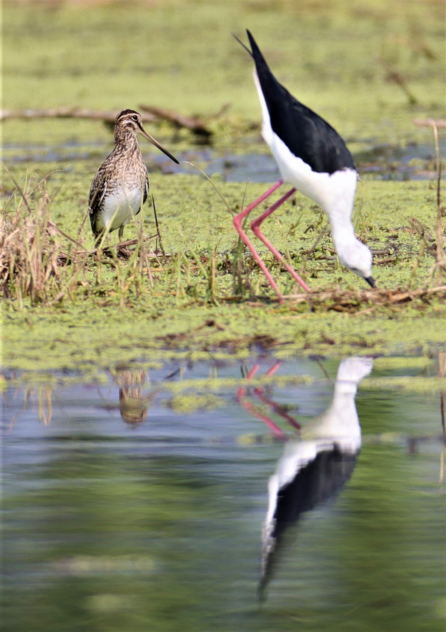 SNIPE - COMMON SNIPE - Gallinago gallinago - LAT KRABANG WETLANDS NEAR BKK (10).jpg