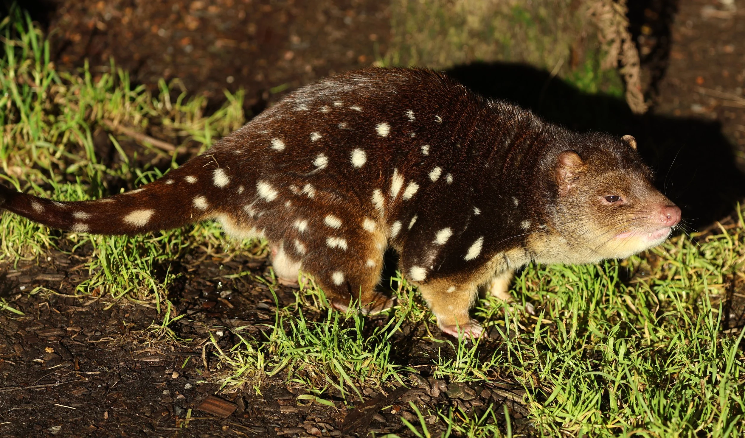 Spotted-tailed Quoll (Dasyurus maculatus) Cradle Mountain NP - Tasmania 