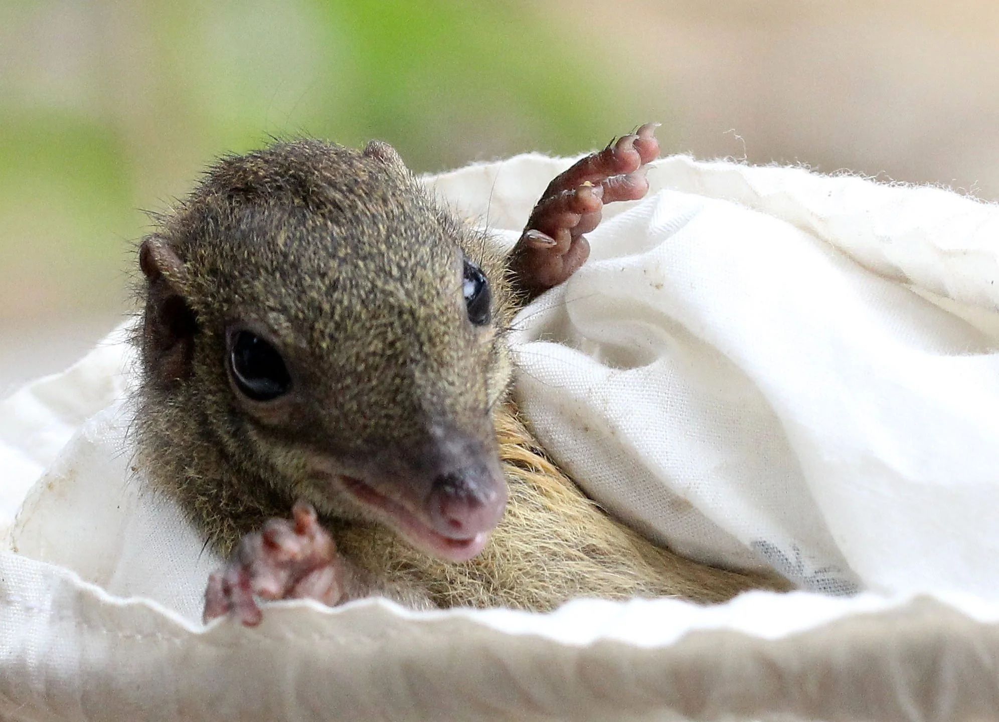 Tupaia glis longipes - COMMON TREE SHREW - KOH LANTA THAILAND - ORDER SCANDENTIA (21).JPG