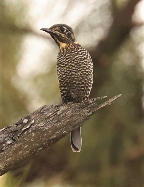 ROCK-THRUSH - CHESTNUT-BELLIED ROCK-THRUSH - Monticola rufiventris - KIEW LOM CAMPGROUND, DOI PHA HOM POK NATIONAL PARK CHIANG MAI (10).jpg