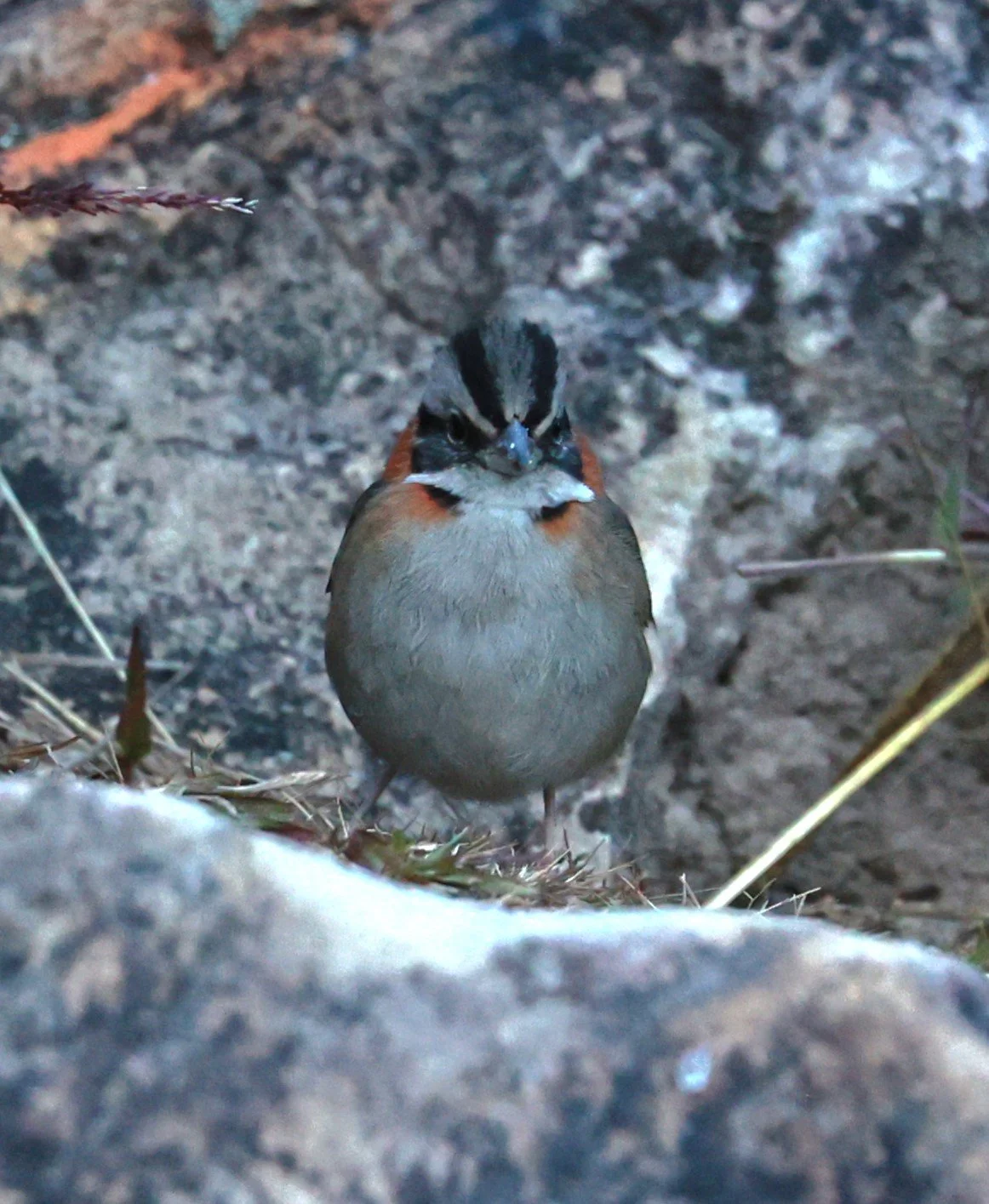 Rufous-collared Sparrow (Zonotrichia capensis) Caraca Seminary, Minas Gerais (4).JPG