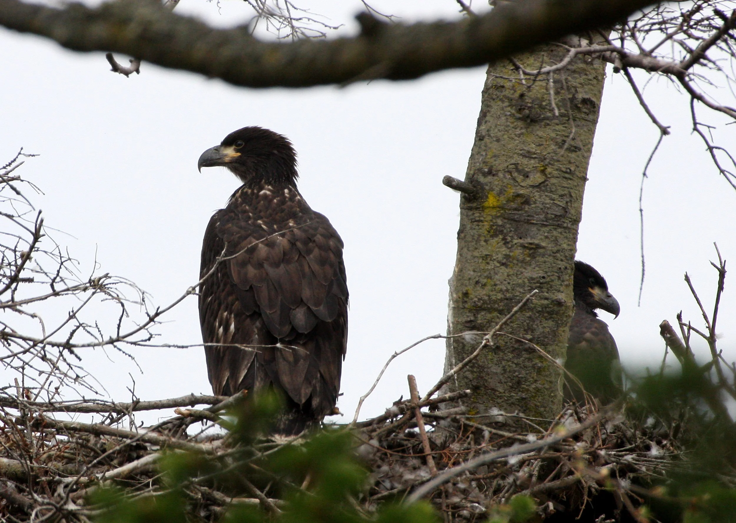 Haliaeetus leucocephalus - AMERICAN BALD EAGLE - CHICKS - CLINE SPIT OVERLOOK - SEQUIM DUNGENESS BLUFFS (1).JPG