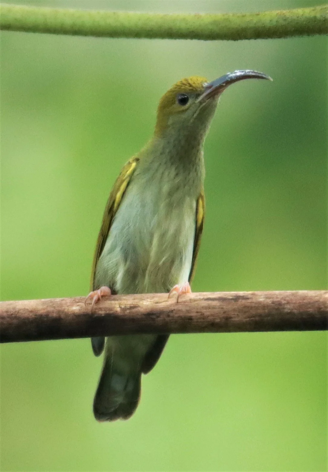 SPIDERHUNTER - GREY-BREASTED SPIDERHUNTER - Arachnothera modesta - KHAO SOK SURAT THANI (23).jpg