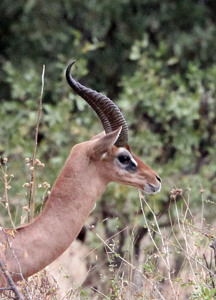 GERENUK - SOUTHERN GERENUK - Litocranius walleri - SAMBURU NATIONAL PARK KENYA  (30).JPG
