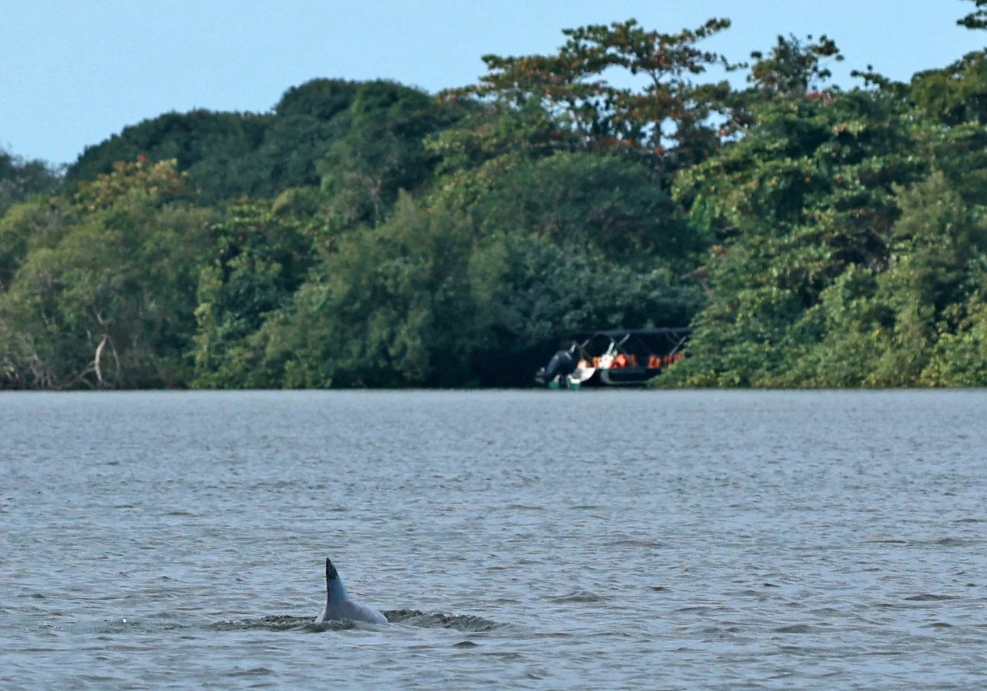 Guiana Dolphin (Sotalia guianensis) Superagüi National Park, Brazil (21).jpg