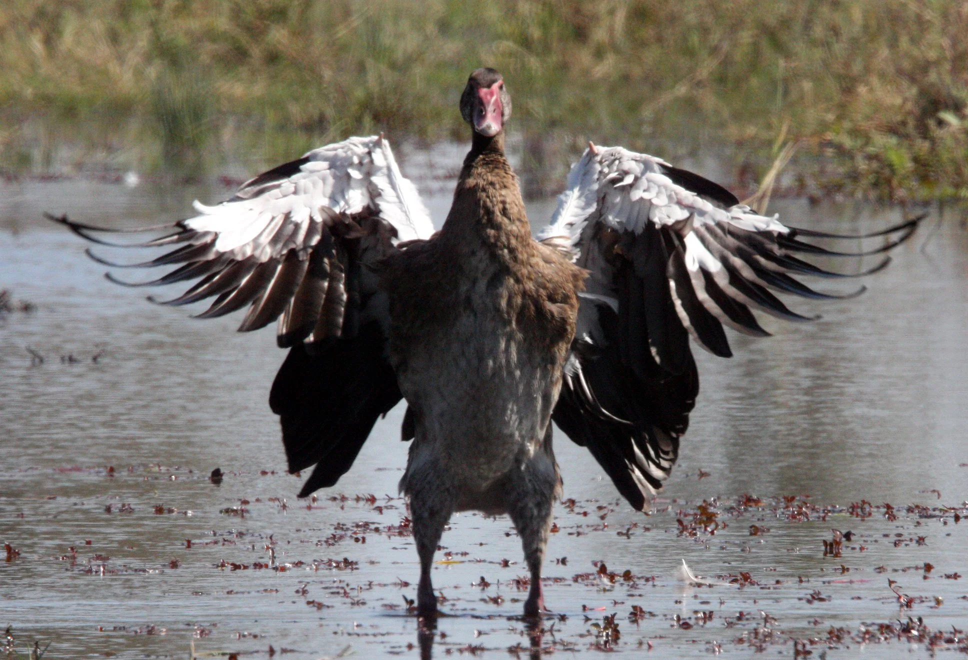 GOOSE - SPUR-WINGED GOOSE - Plectropterus gambensis - KHWAI CAMP OKAVANGO BOTSWANA (28).JPG