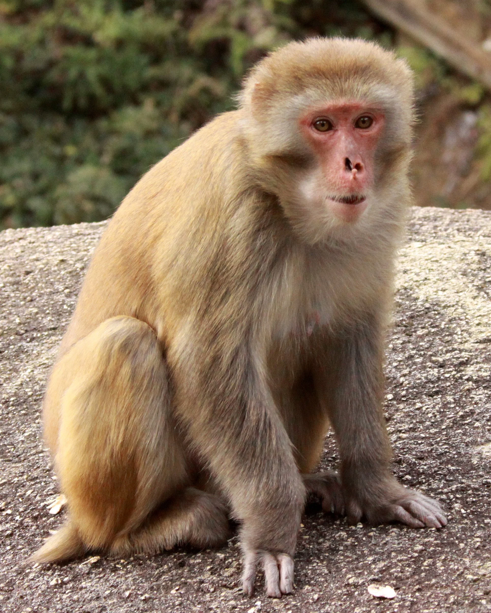 CERCOPITHECIDAE - Macaca mulatta littoralis - SOUTH CHINESE RHESUS MACAQUE - CHINESE ALLIGATOR BREEDING CENTER - XUANCHENG (11).JPG