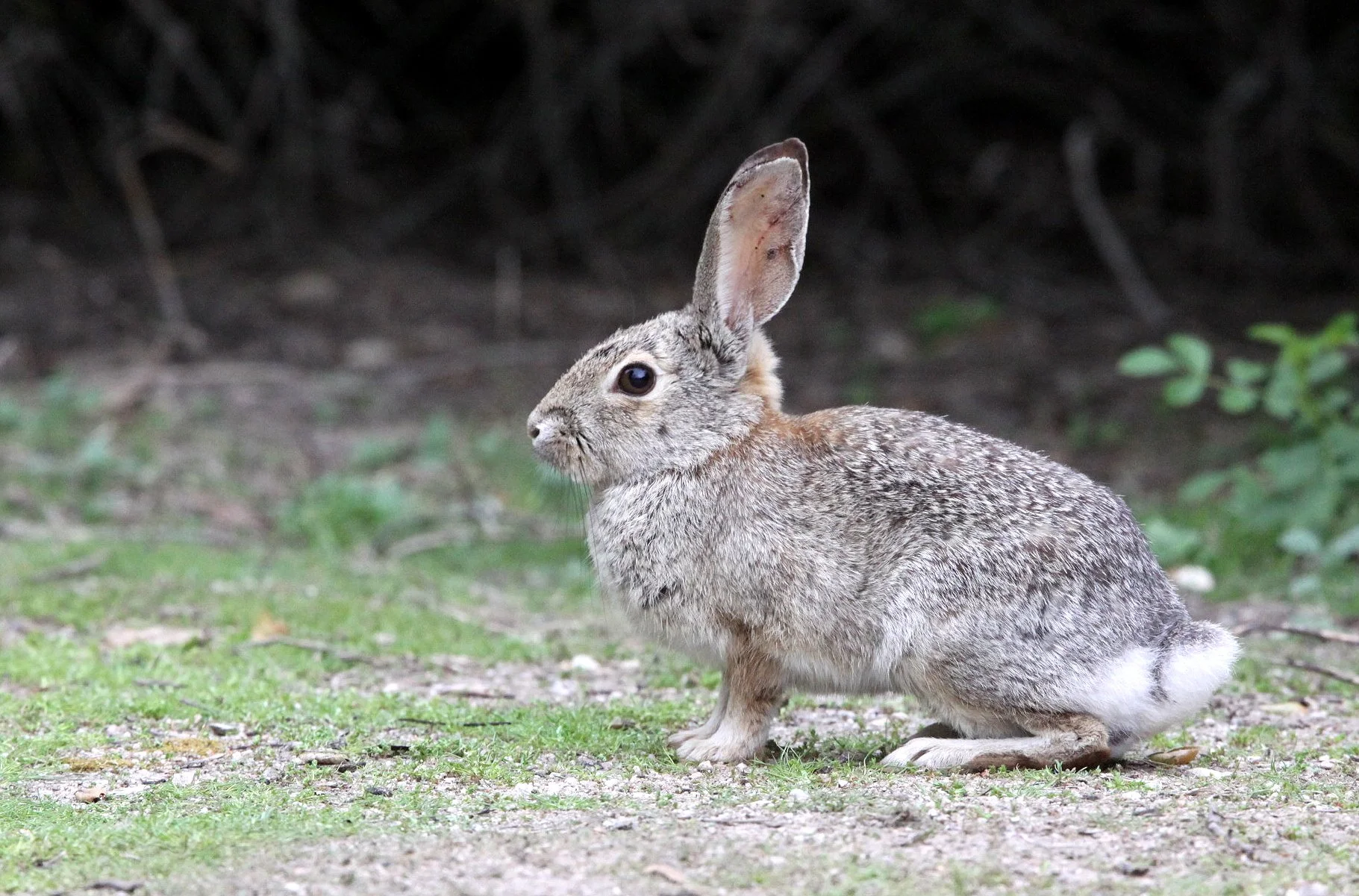 Sylvilagus audubonii audubonii - DESERT COTTONTAIL - PINNACLES NATIONAL MONUMENT CALIFORNIA (15).JPG