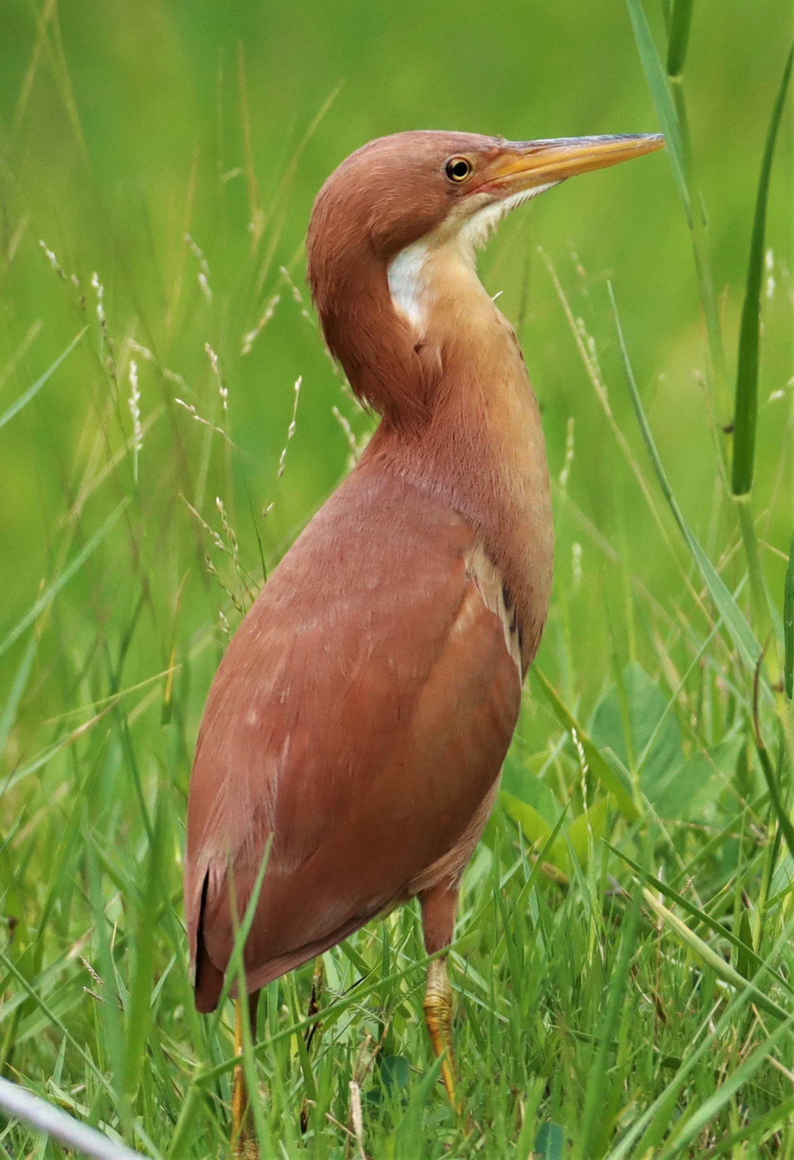BITTERN - CINNAMON BITTERN (CHESTNUT BITTERN) - Ixobrychus cinnamomeus - BURIRAM HUAI CHORAKHE MAK (33).jpg