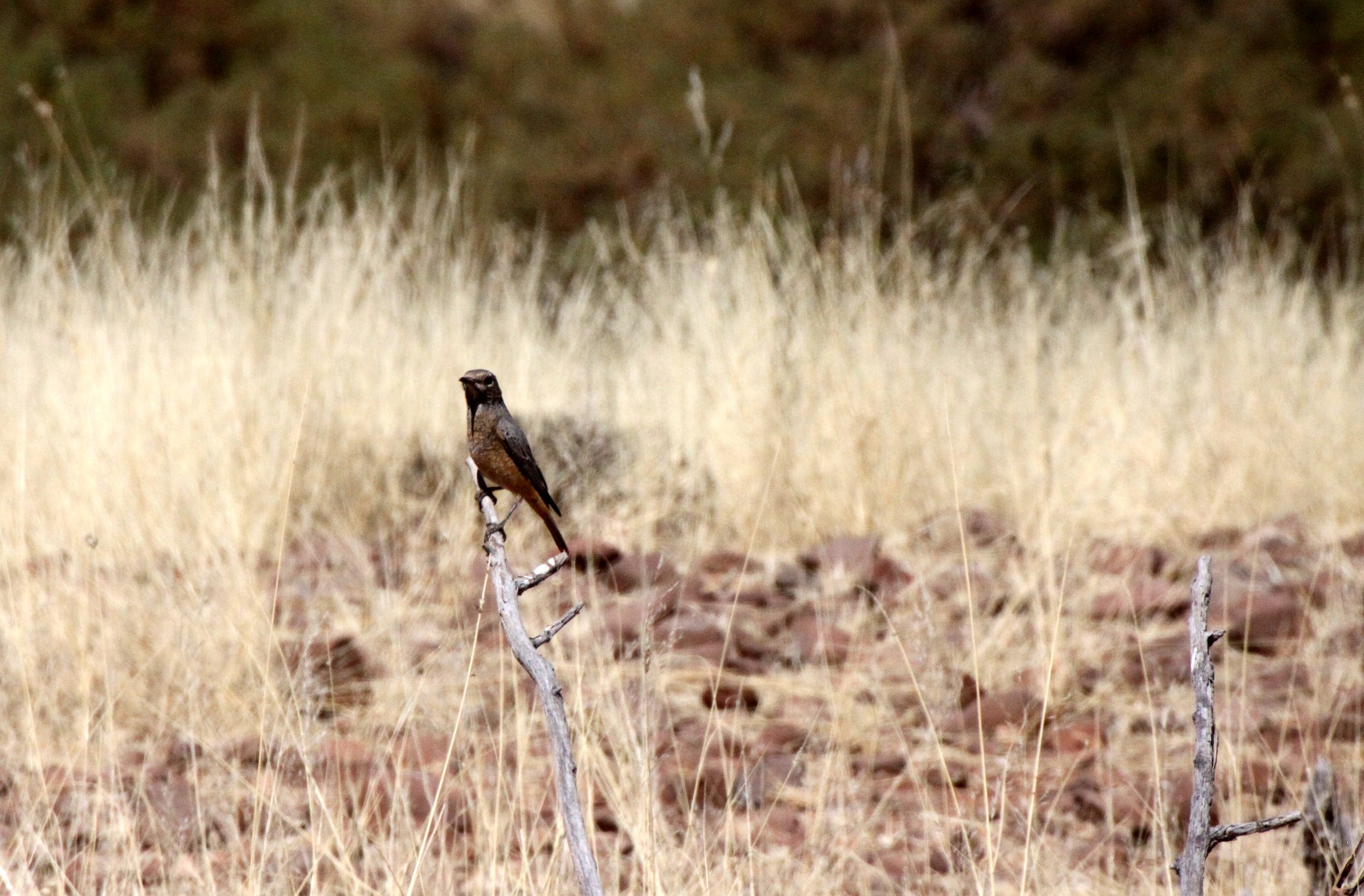 BIRD - ROCK-THRUSH - SHORT-TOED ROCK-THRUSH - DAMARALAND NAMIBIA.JPG
