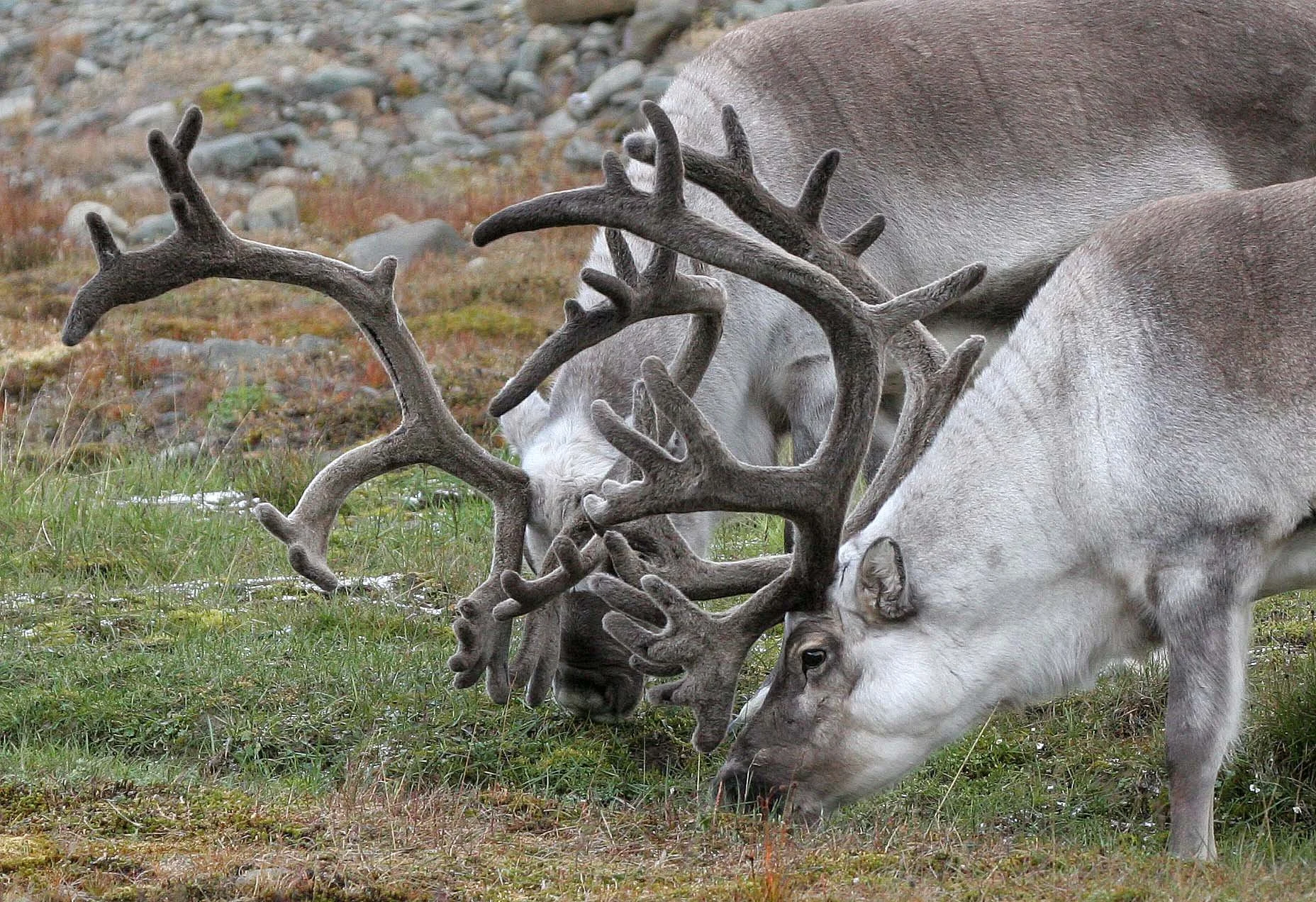 CERVID - CARIBOU - SVALBARD CARIBOU - SVALBARD (37).jpg