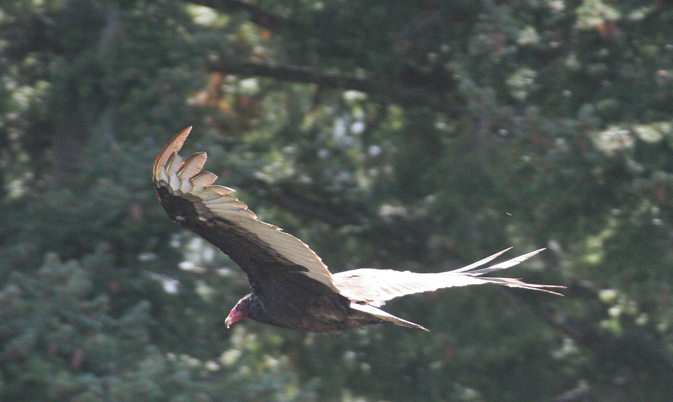 Cathartes aura meridionalis - WESTERN TURKEY VULTURE - LAKE FARM BLUFFS WASHINGTON (204).JPG