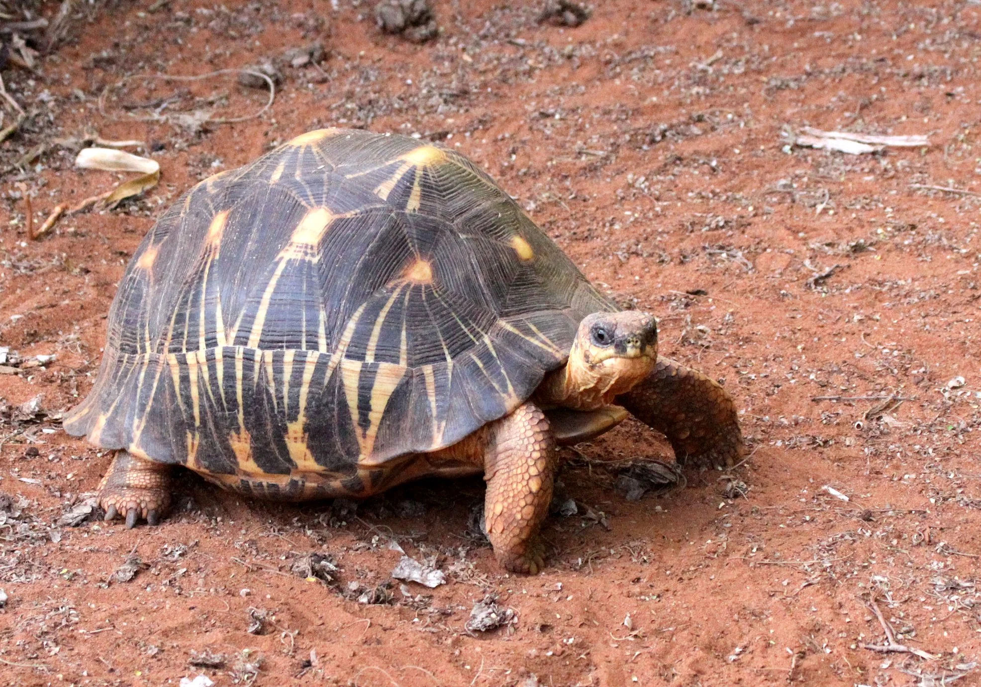Astrochelys radiata - MADAGASCAR BOX TORTOISE - TESTUDO RADIATA  - ANDOHAHELA NATIONAL PARK MADAGASCAR (9).JPG