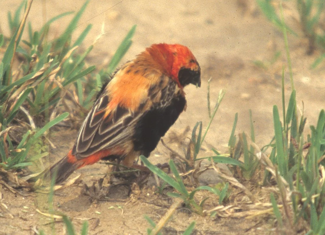 BIRDS - BLACK BISHOP - UGANDA A.jpg