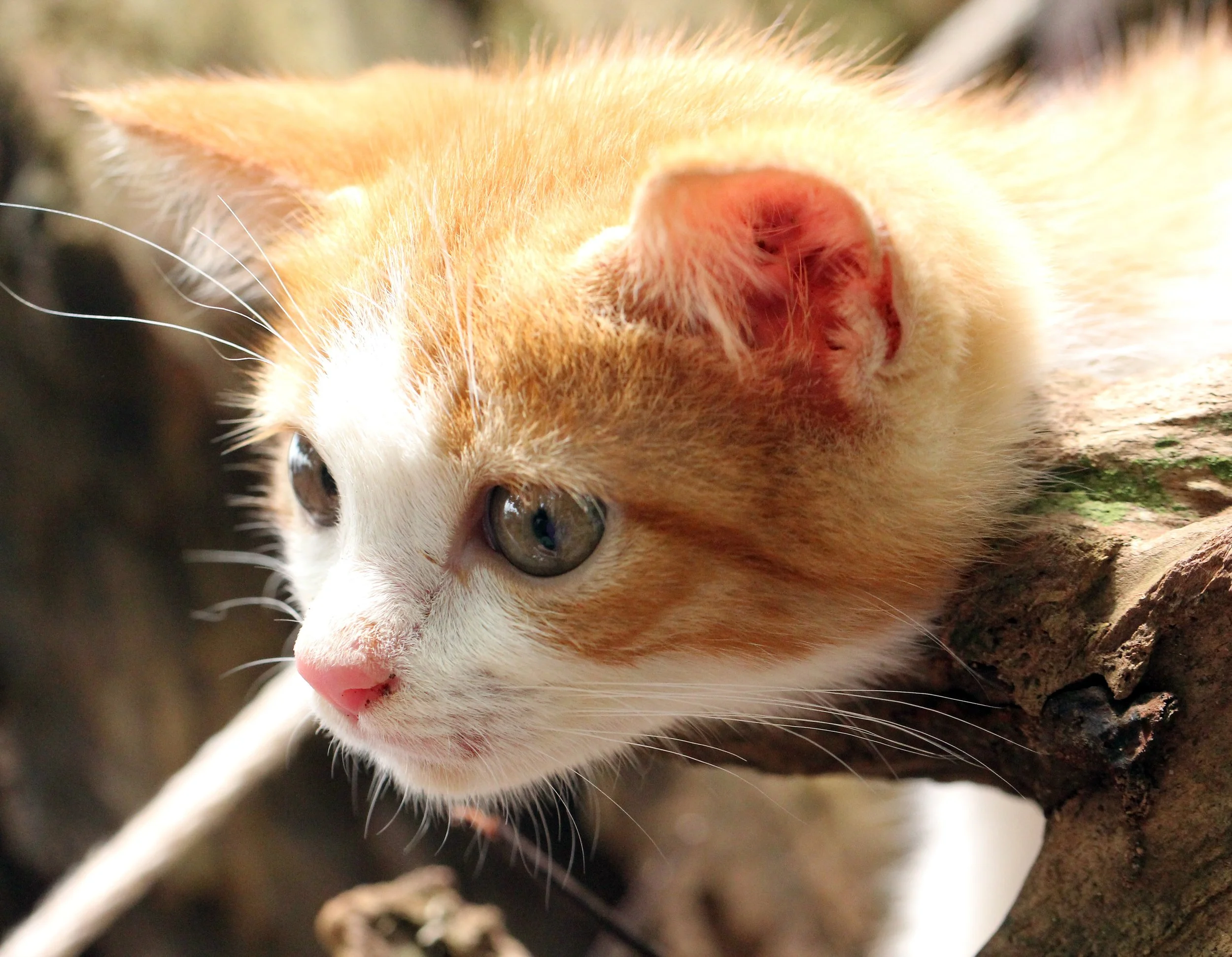 2015 Koh Lanta Summer Misc Images (1069).JPG