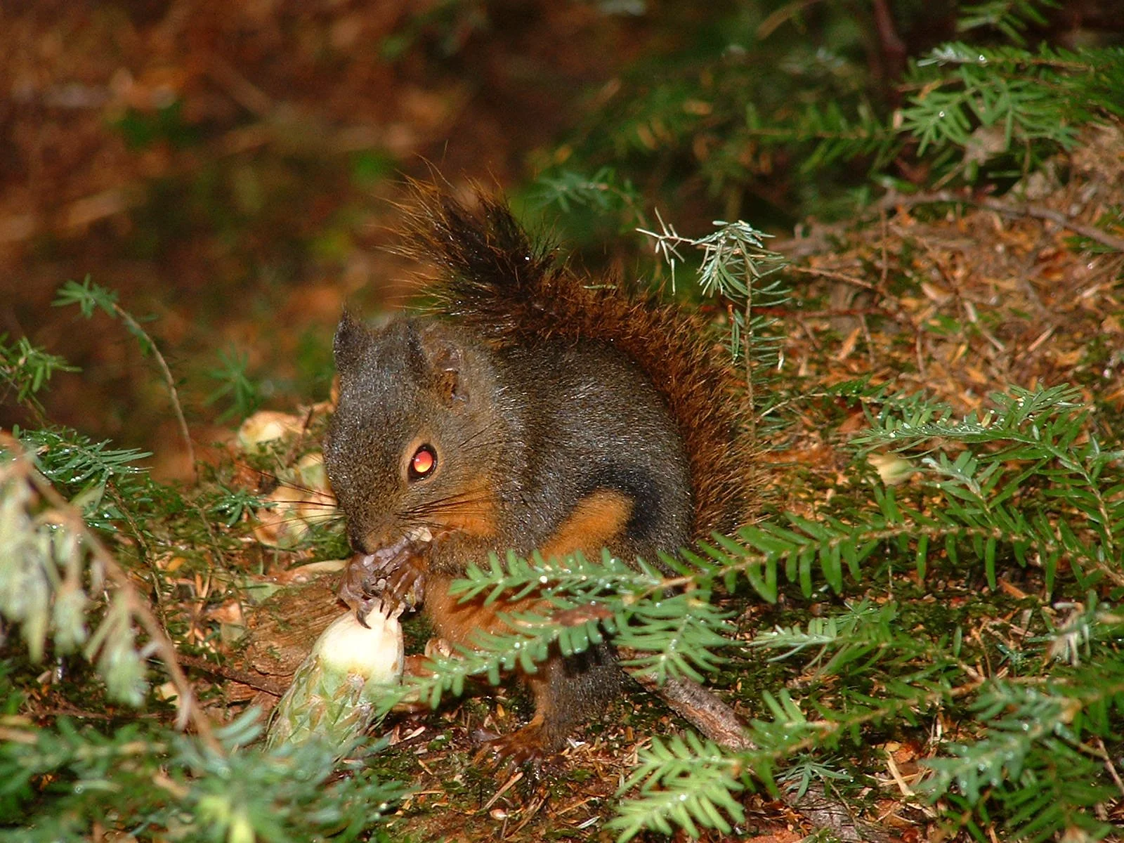 2003-8-1 WASHINGTON VISIT FROM ROBINSONS ET AL (185).JPG