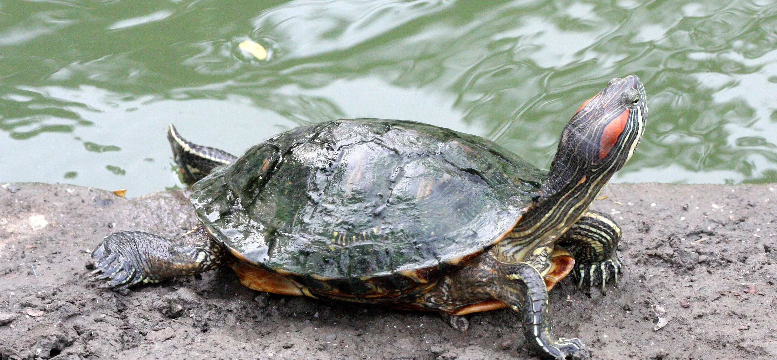 Red-eared Slider (Turtle) (Trachemys scripta) East and Midwest USA