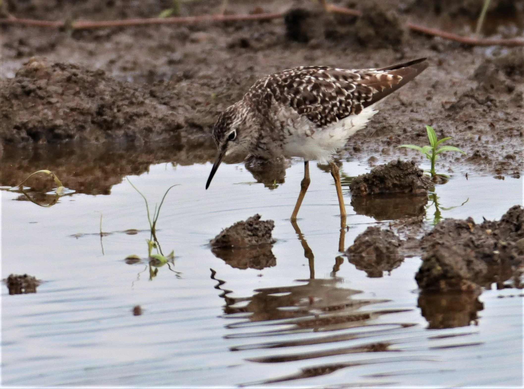 SANDPIPER - WOOD SANDPIPER - Tringa glareola - BANG KHAEM NAKHON PATHOM (15).jpg
