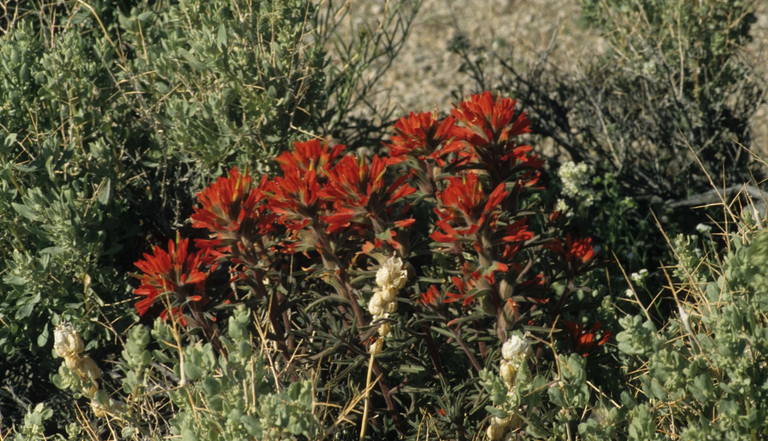 DEATH VALLEY - CASTELLEJA LINARIAEFOLIA - INDIAN PAINTBRUSH.jpg