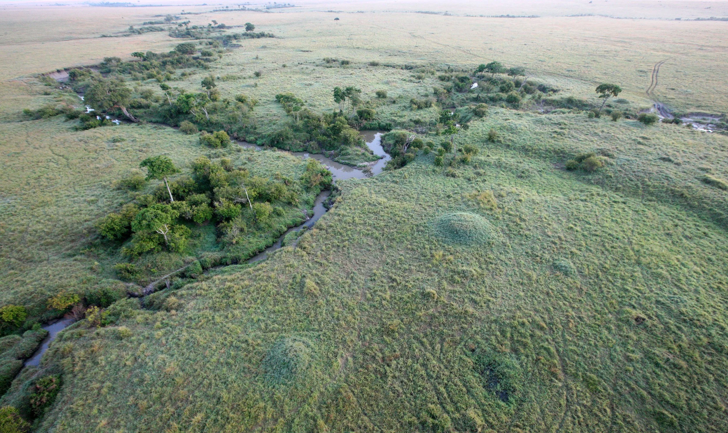 MASAI MARA NATIONAL PARK KENYA (98).JPG