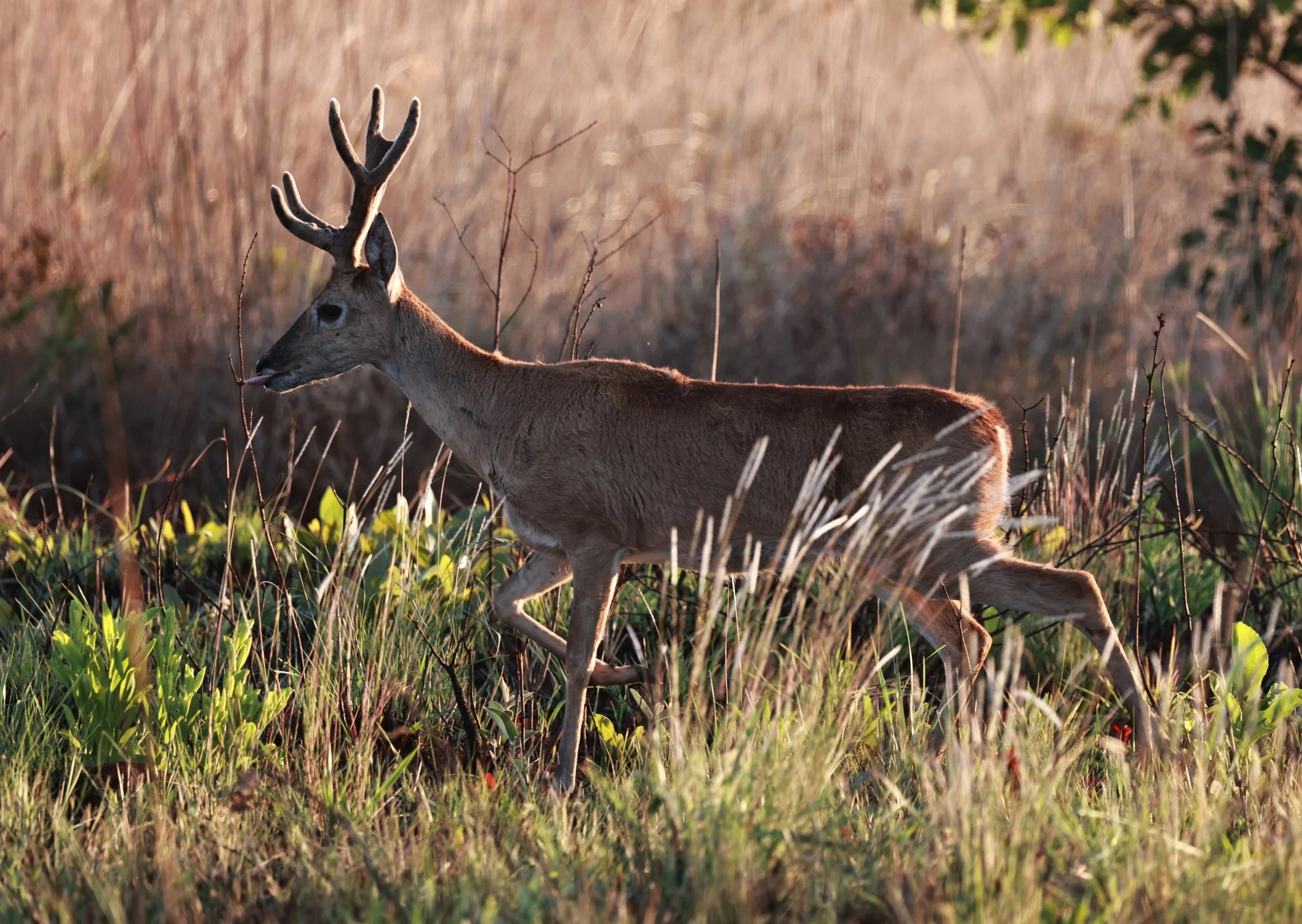 Ozotoceros bezoarticus bezoarticus - Pampas Deer -  Emas National Park, Goias Brazil (48).JPG