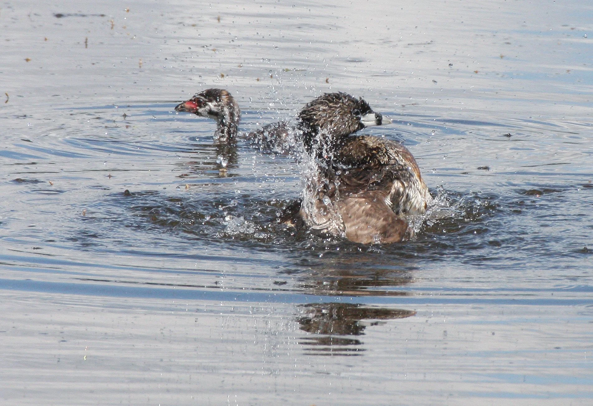 Pied-billed Grebe (Podilymbus podiceps) Ridgefield NWR Washington (49).JPG