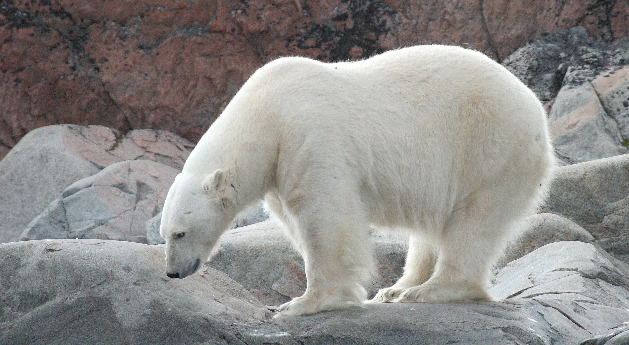 URSID - POLAR BEAR - SVALBARD (201).jpg