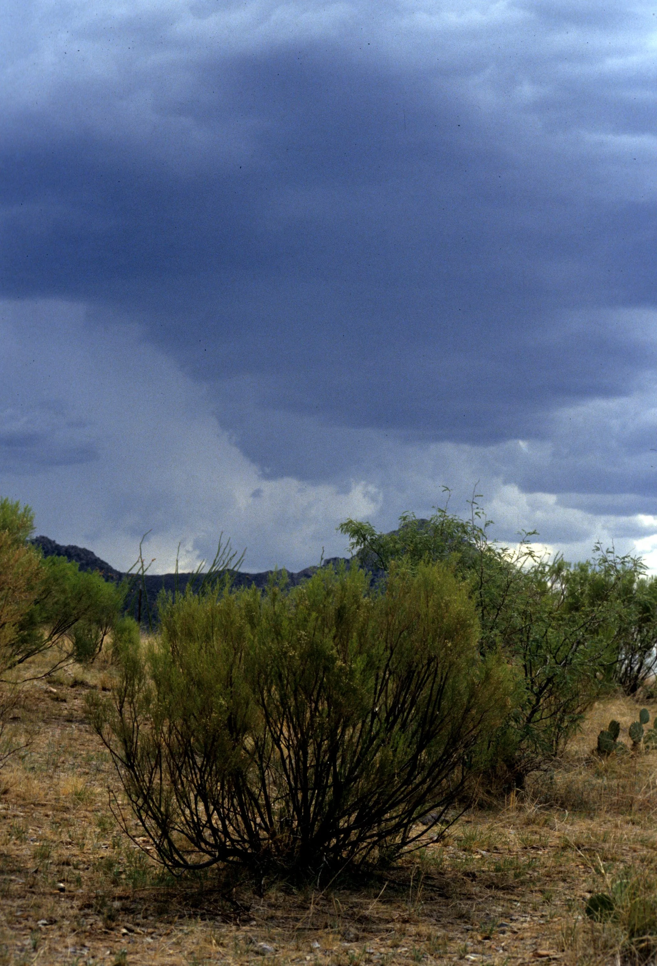 ARIZONA - MADERA CANYON - RESEARCH - PLOT.jpg