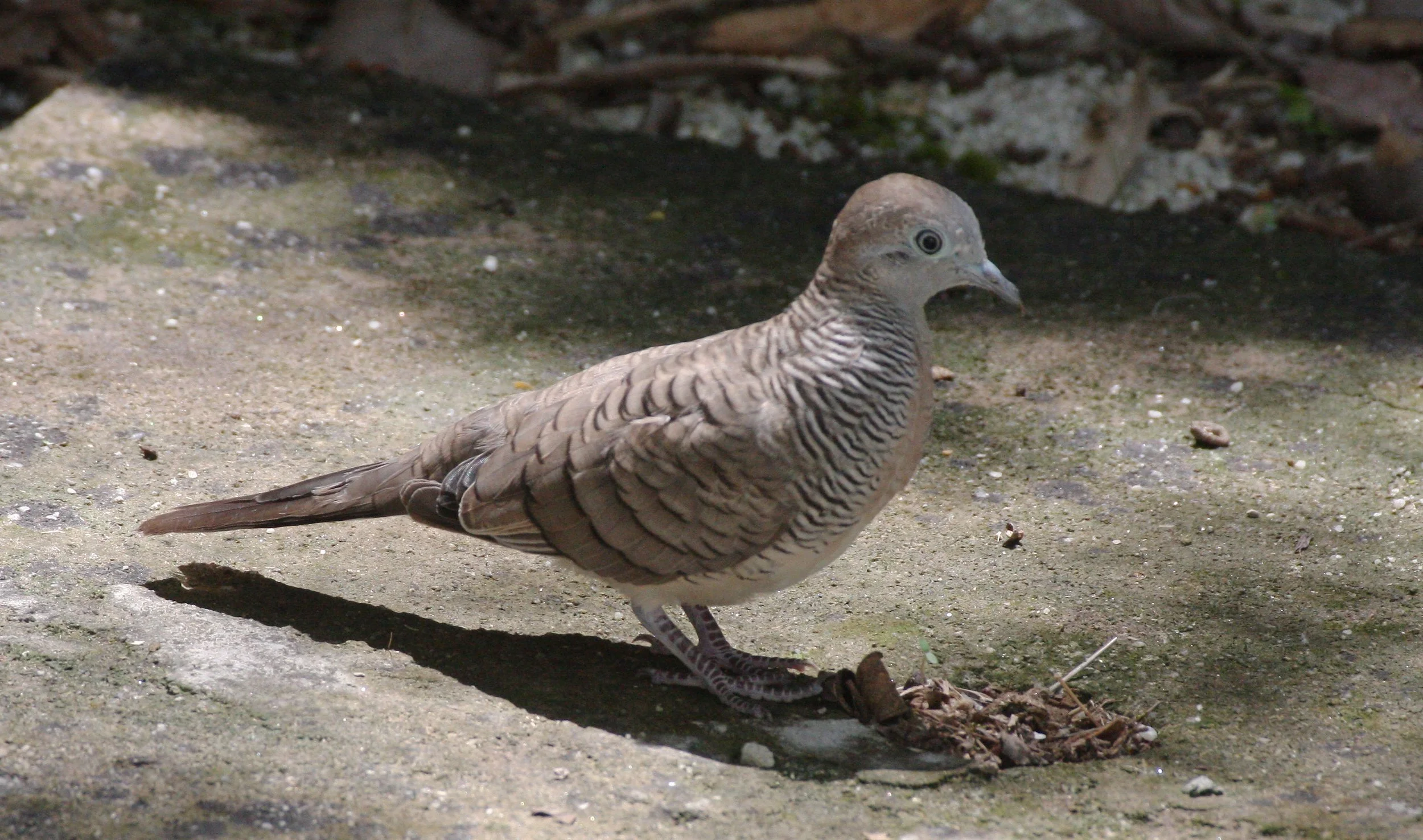 Zebra dove (Geopelia striata) Koh Lanta Thailand (2).JPG