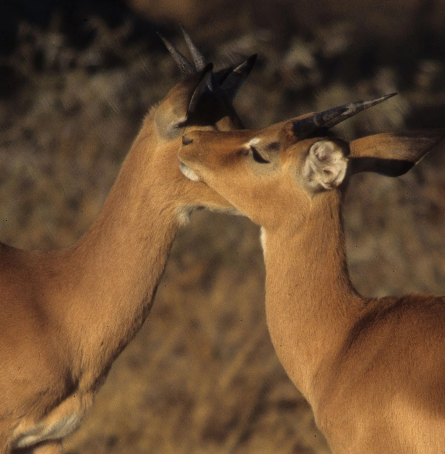 BOVID - IMPALLA-SERENGETI 1 (9).jpg