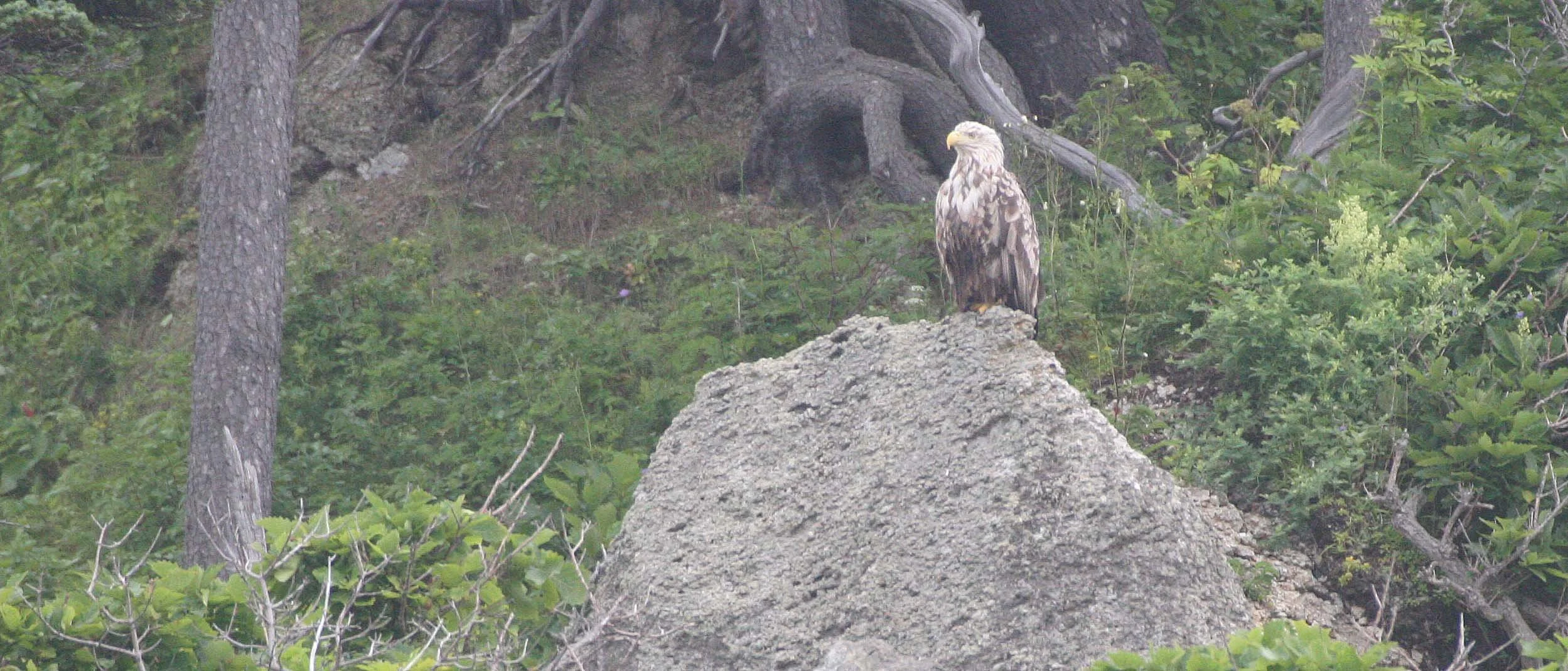 Haliaeetus albicilla - WHITE-TAILED SEA EAGLE - KURIL ISLANDS RUSSIA (45).jpg